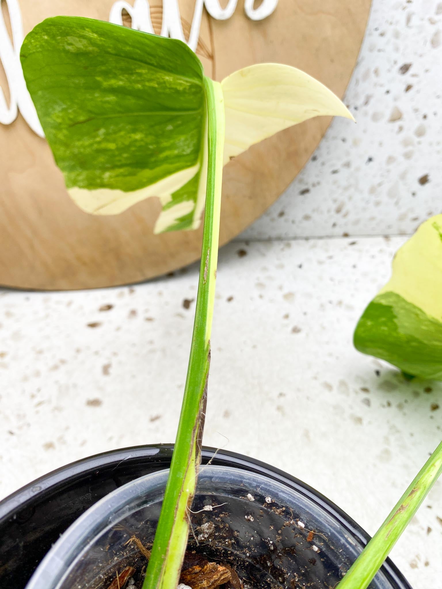 Monstera Aurea Tricolor Variegated  2 leaves Highly Variegated Top Cutting