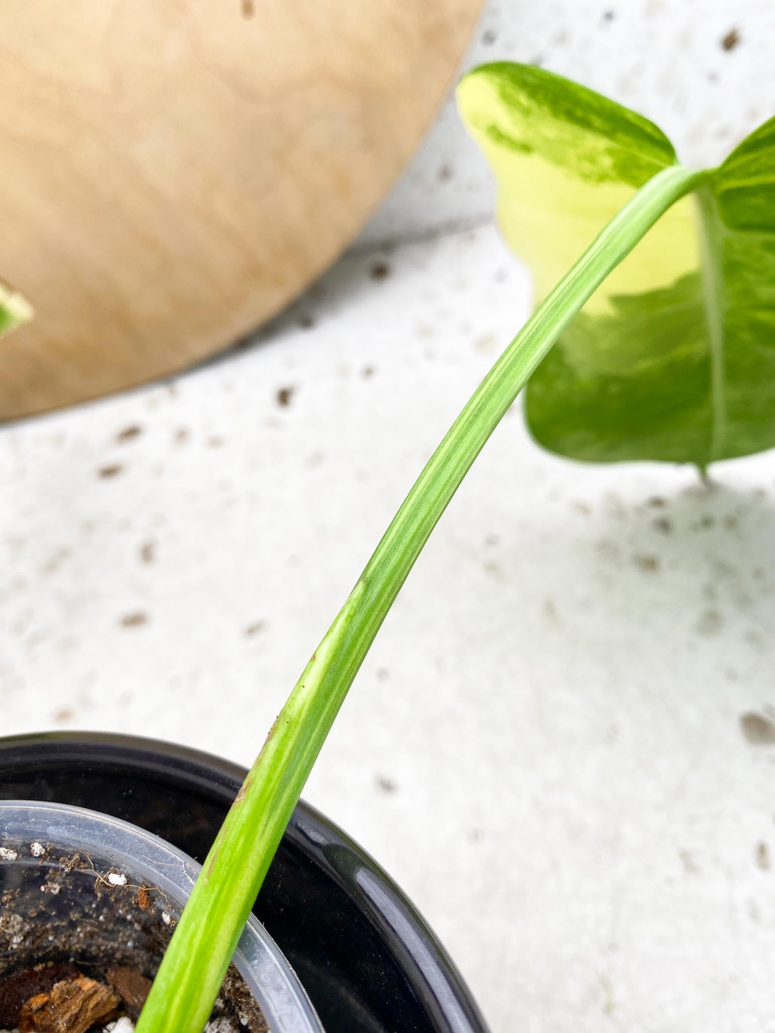 Monstera Aurea Tricolor Variegated  2 leaves Highly Variegated Top Cutting