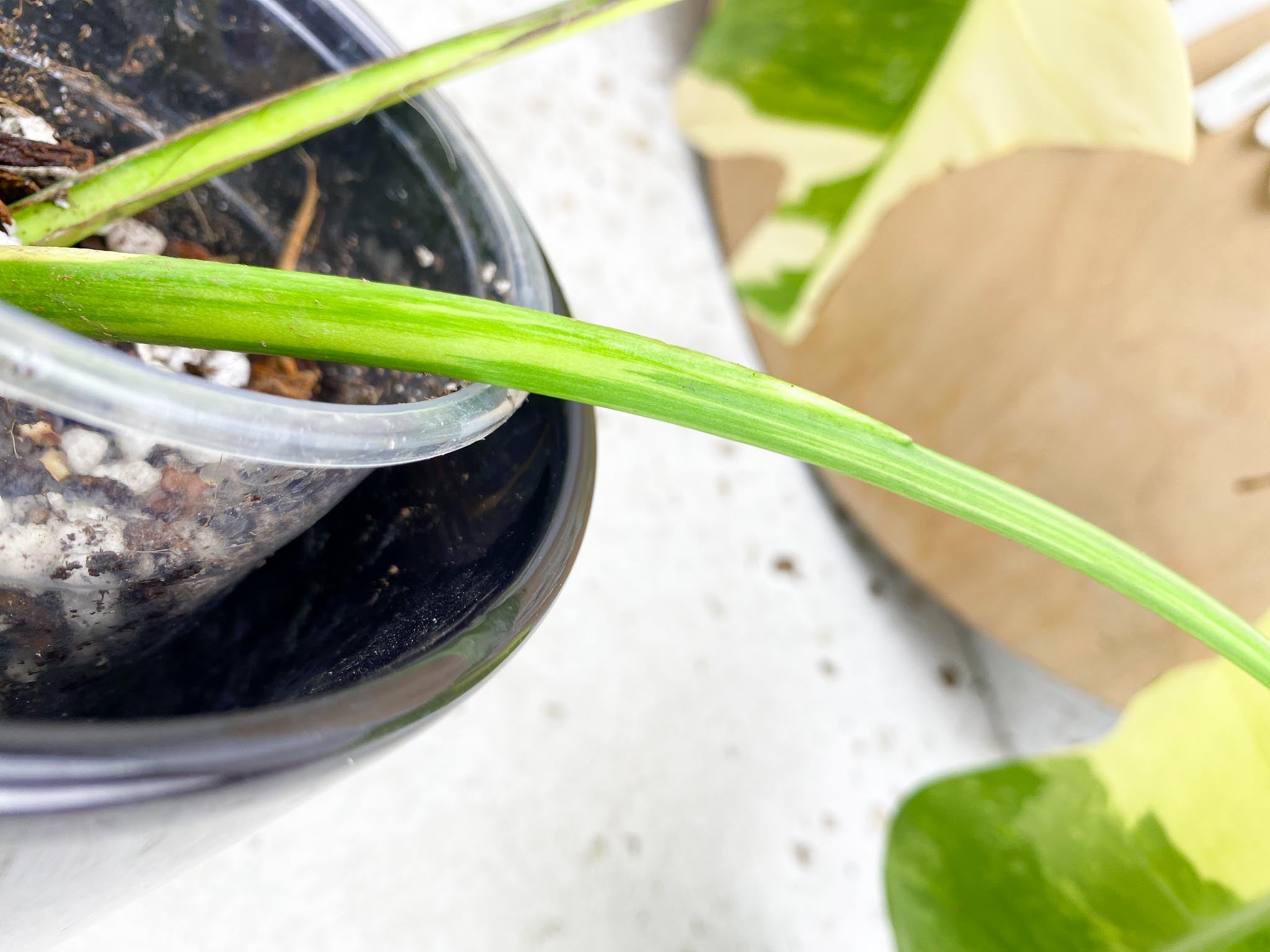 Monstera Aurea Tricolor Variegated  2 leaves Highly Variegated Top Cutting