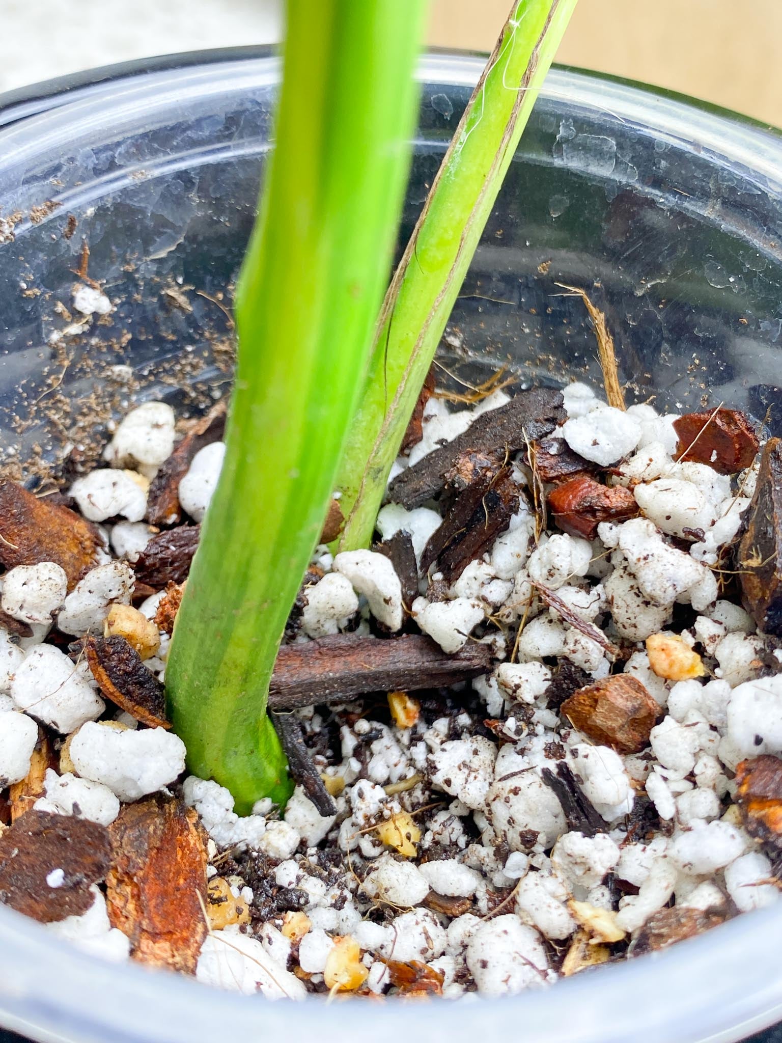 Monstera Aurea Tricolor Variegated  2 leaves Highly Variegated Top Cutting