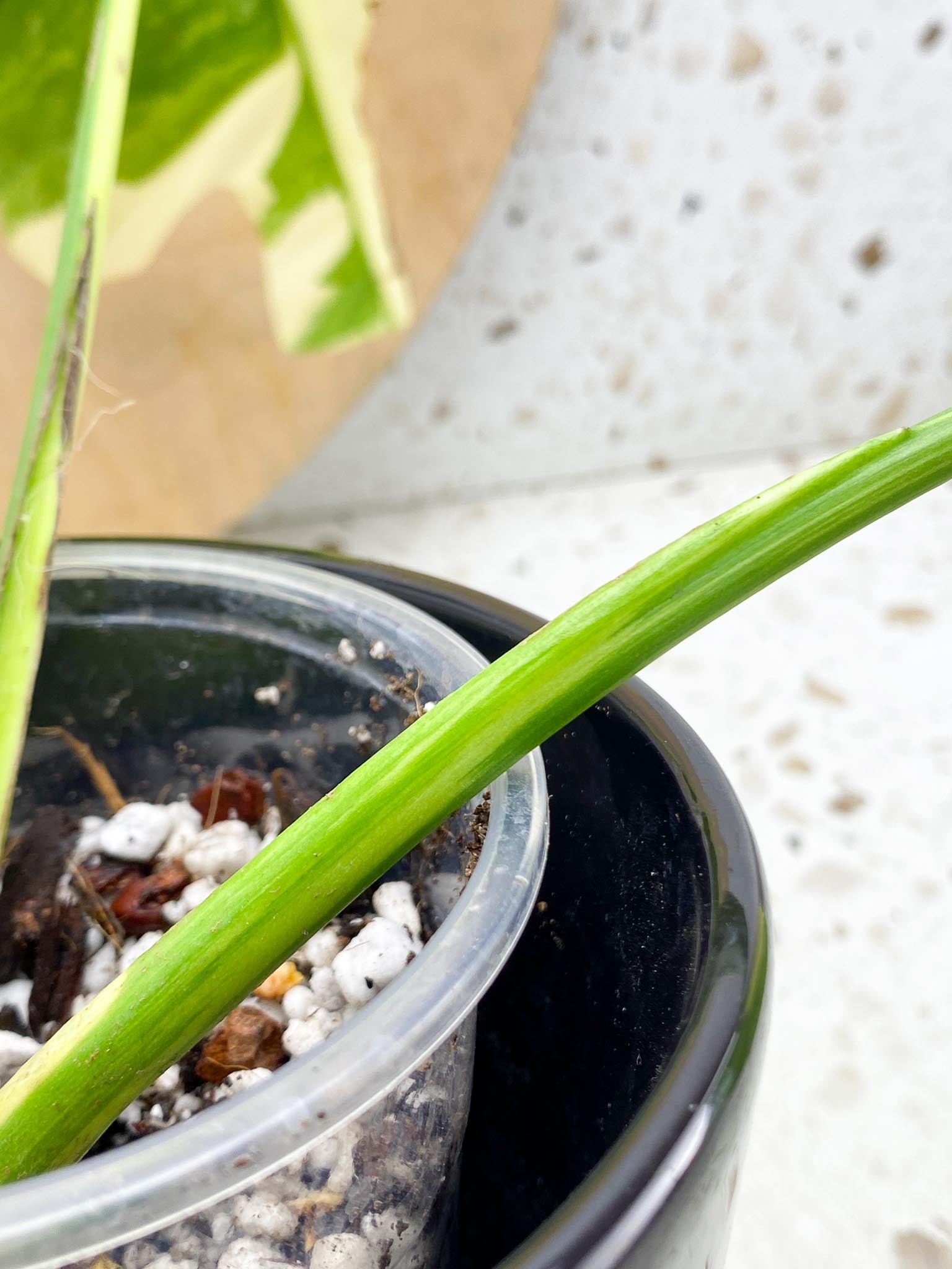 Monstera Aurea Tricolor Variegated  2 leaves Highly Variegated Top Cutting