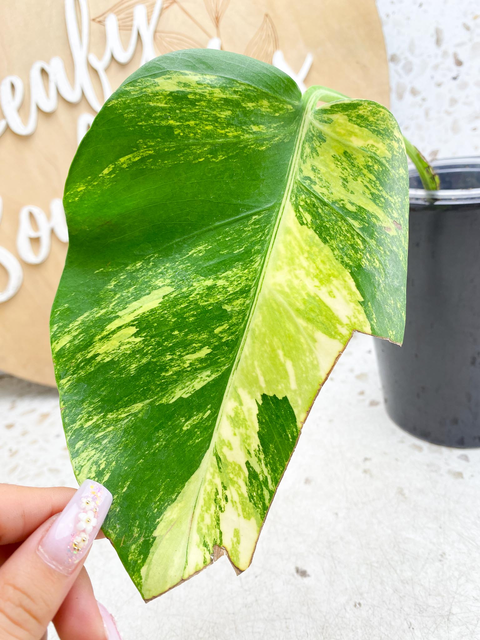 Monstera Aurea Tricolor Variegated  1 leaf 1 node Highly Variegated