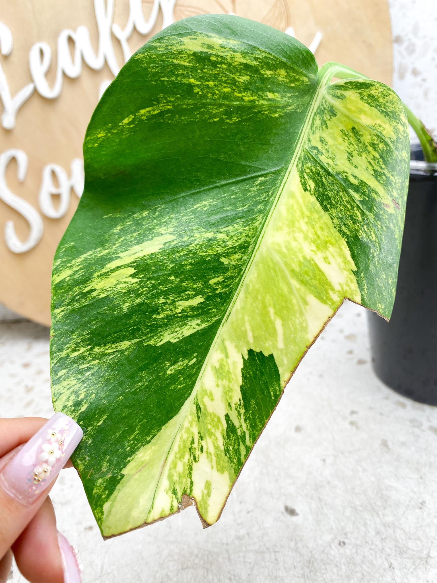 Monstera Aurea Tricolor Variegated  1 leaf 1 node Highly Variegated