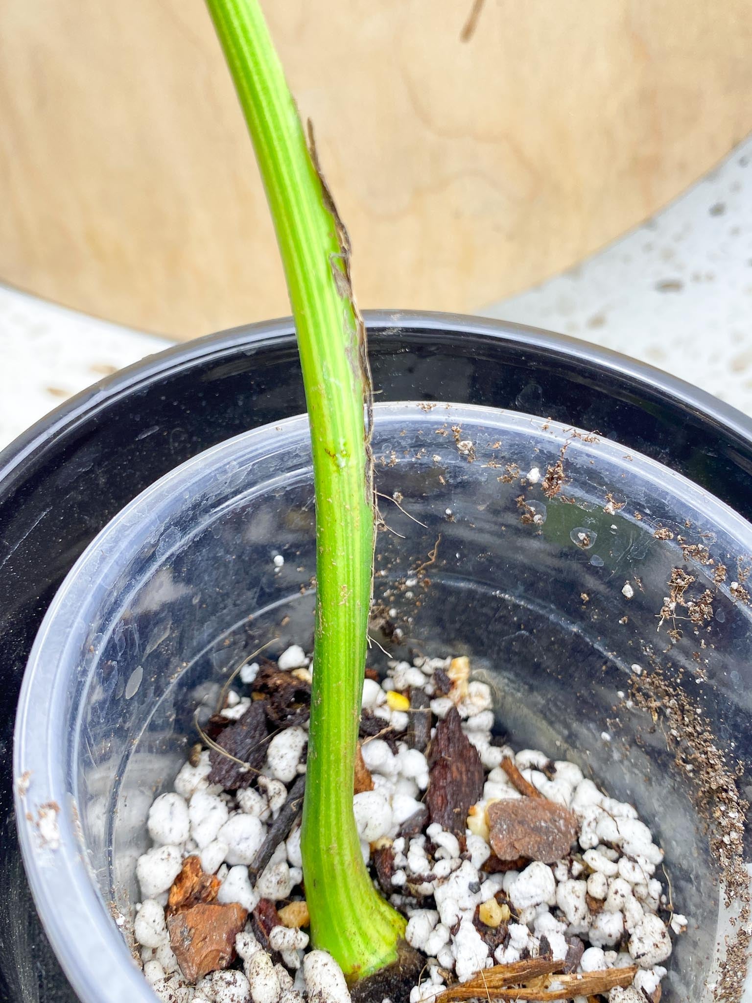 Monstera Aurea Tricolor Variegated  1 leaf 1 node Highly Variegated