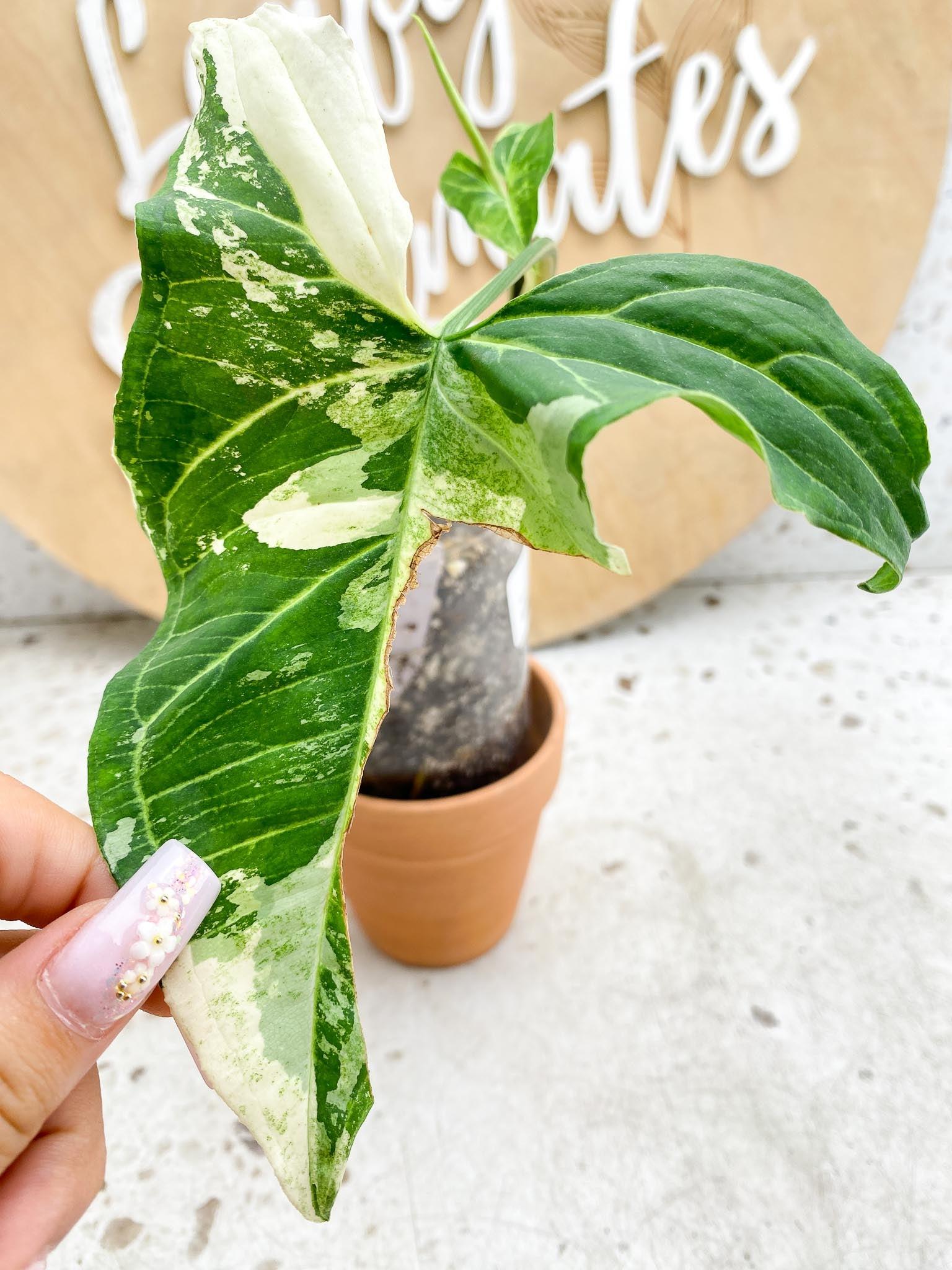 Syngonium Batik Variegated  multiple leaves and nodes Top Cutting