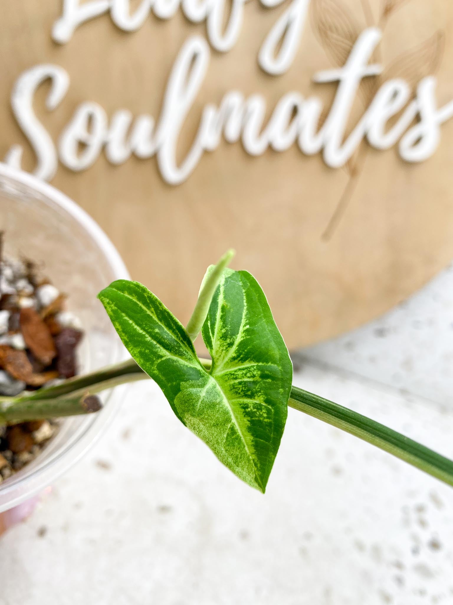 Syngonium Batik Variegated  multiple leaves and nodes Top Cutting