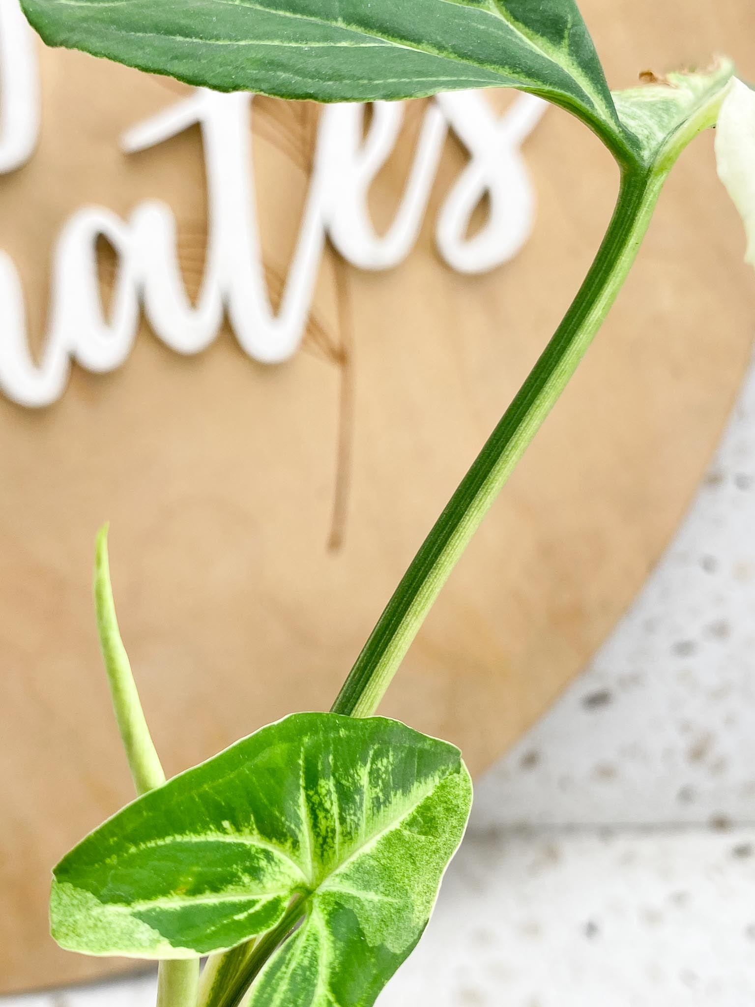 Syngonium Batik Variegated  multiple leaves and nodes Top Cutting