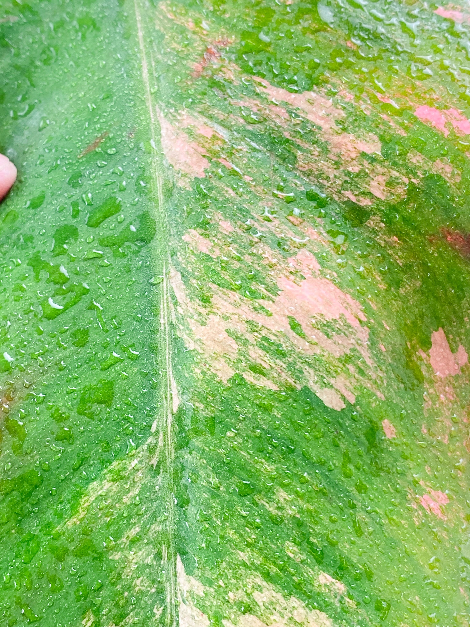 Philodendron Strawberry Shake 3 leaves 1 sprout top cutting