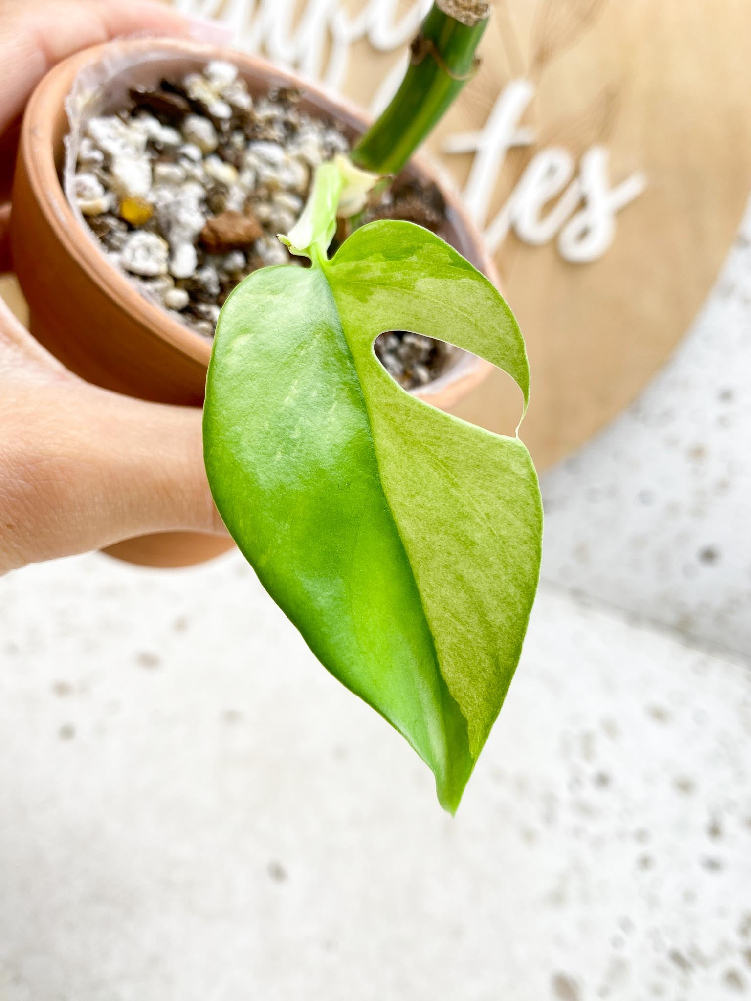 Rhaphidophora tetrasperma variegated 1 Leaf 1 Node  Sectoral Variegated Rooting