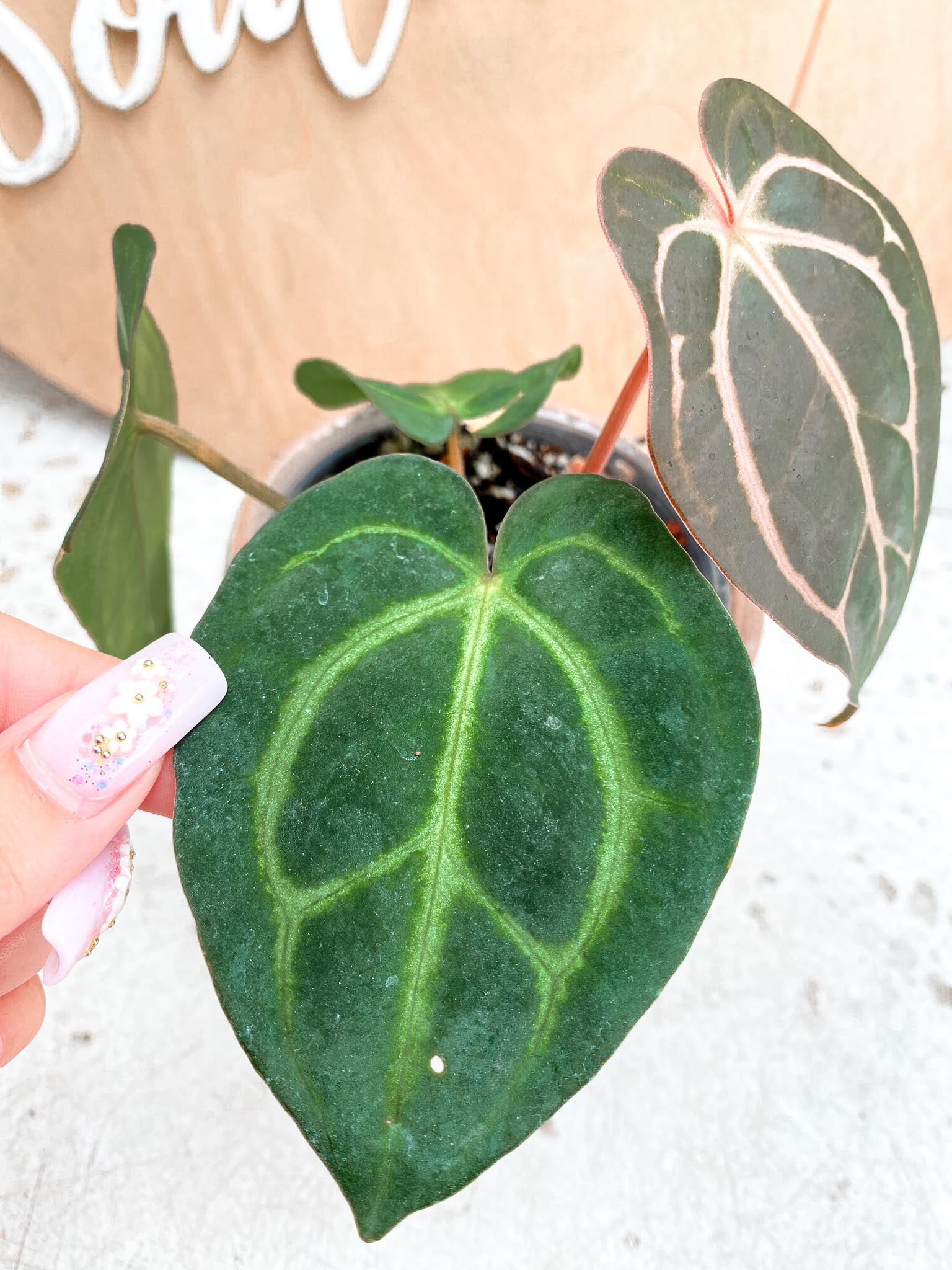 Anthurium Carlablackiae 4 Leaves  4 Nodes  Slightly Rooted