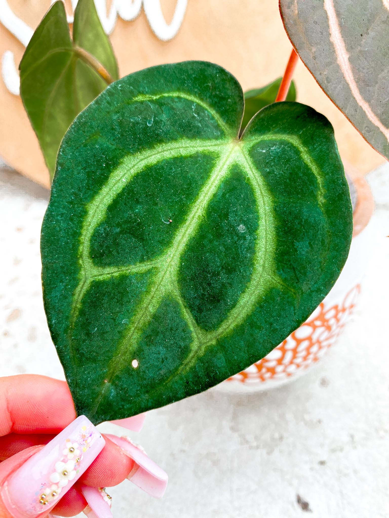 Anthurium Carlablackiae 4 Leaves  4 Nodes  Slightly Rooted