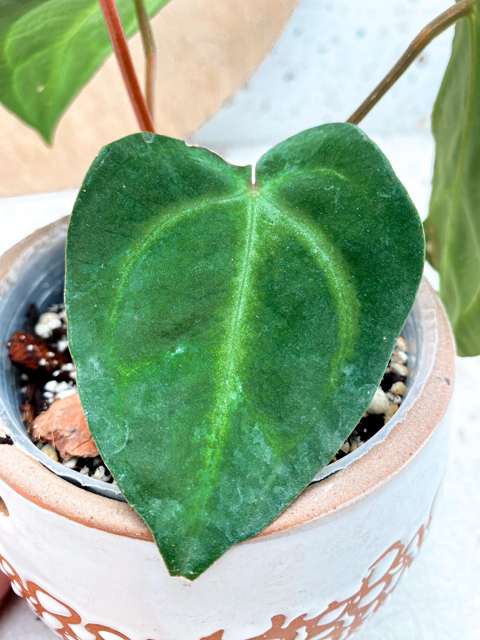 Anthurium Carlablackiae 4 Leaves  4 Nodes  Slightly Rooted