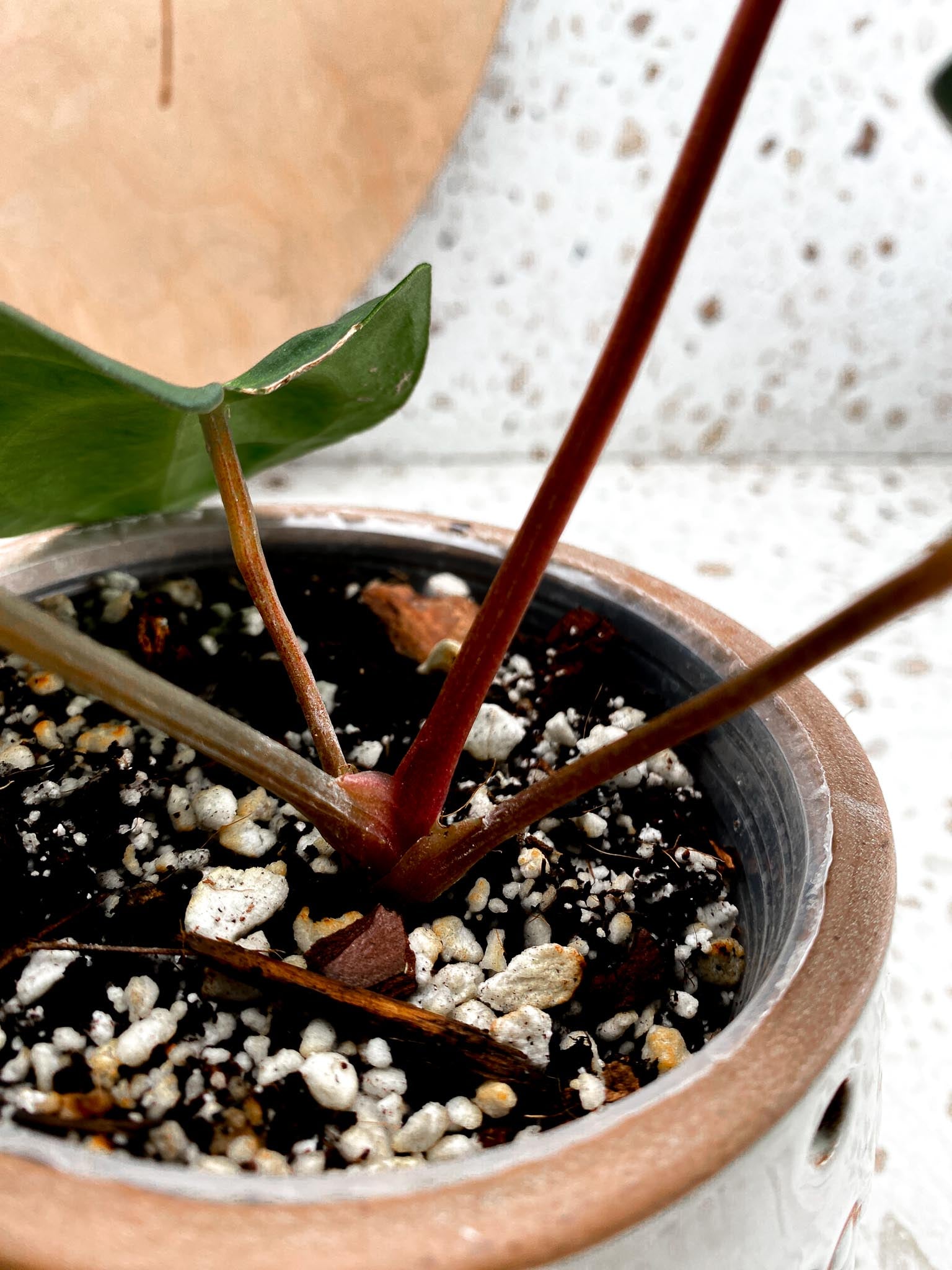 Anthurium Carlablackiae 4 Leaves  4 Nodes  Slightly Rooted