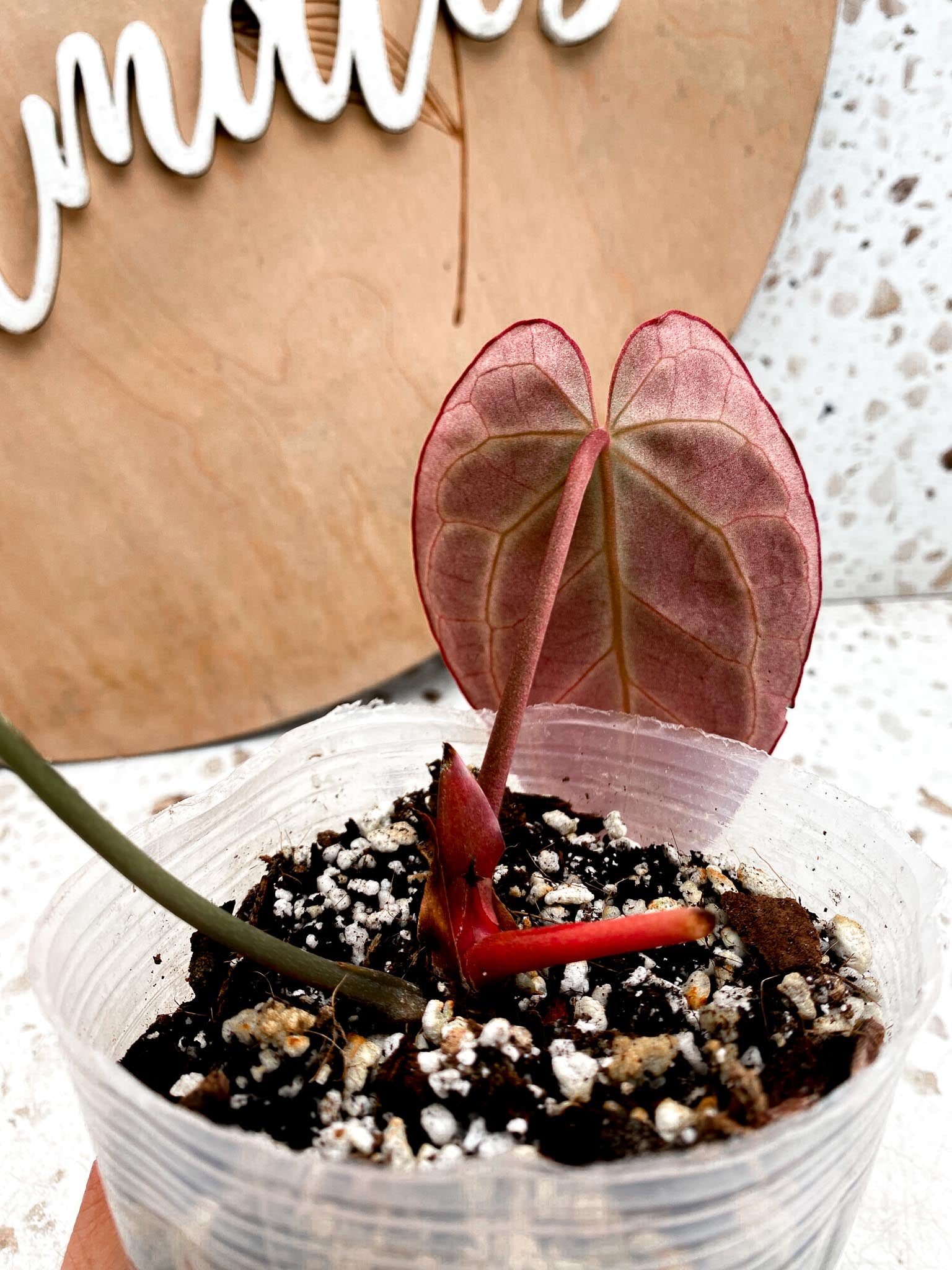 Anthurium Crystallinum Dark Thunder Bolt (Black Crystallinum Mutation) 1 Leaf  2 Nodes  1 Node  Rooting