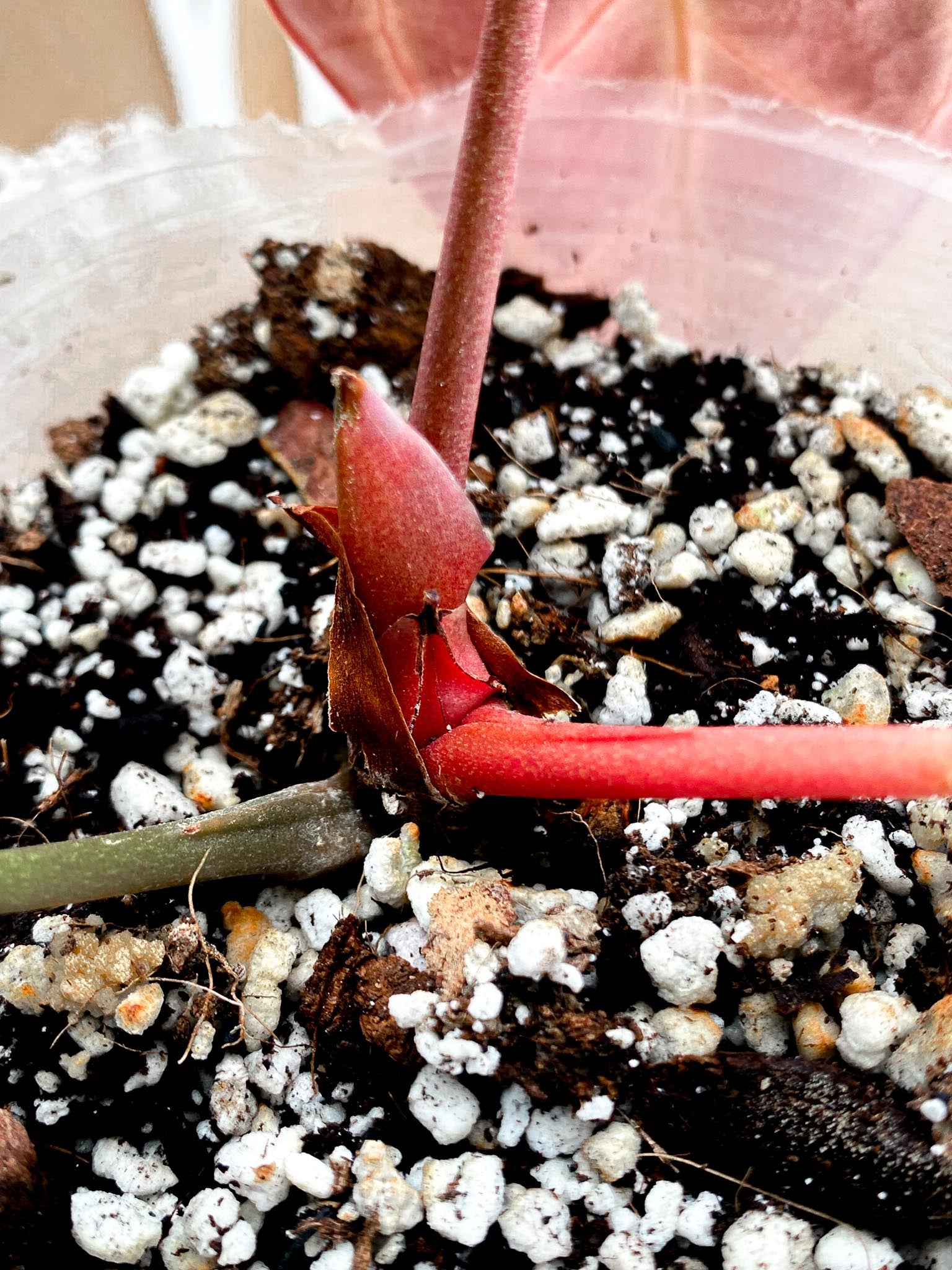 Anthurium Crystallinum Dark Thunder Bolt (Black Crystallinum Mutation) 1 Leaf  2 Nodes  1 Node  Rooting