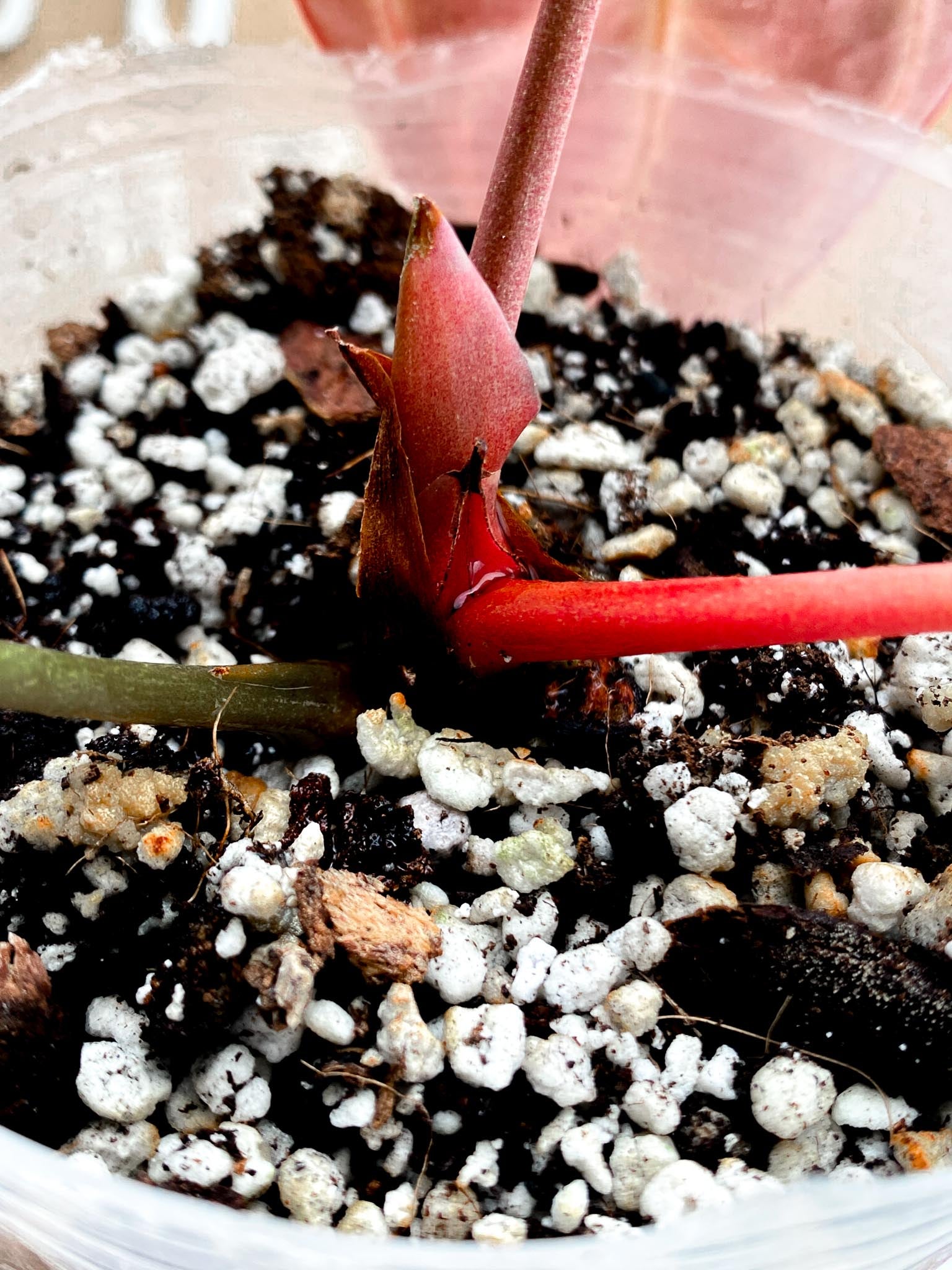 Anthurium Crystallinum Dark Thunder Bolt (Black Crystallinum Mutation) 1 Leaf  2 Nodes  1 Node  Rooting