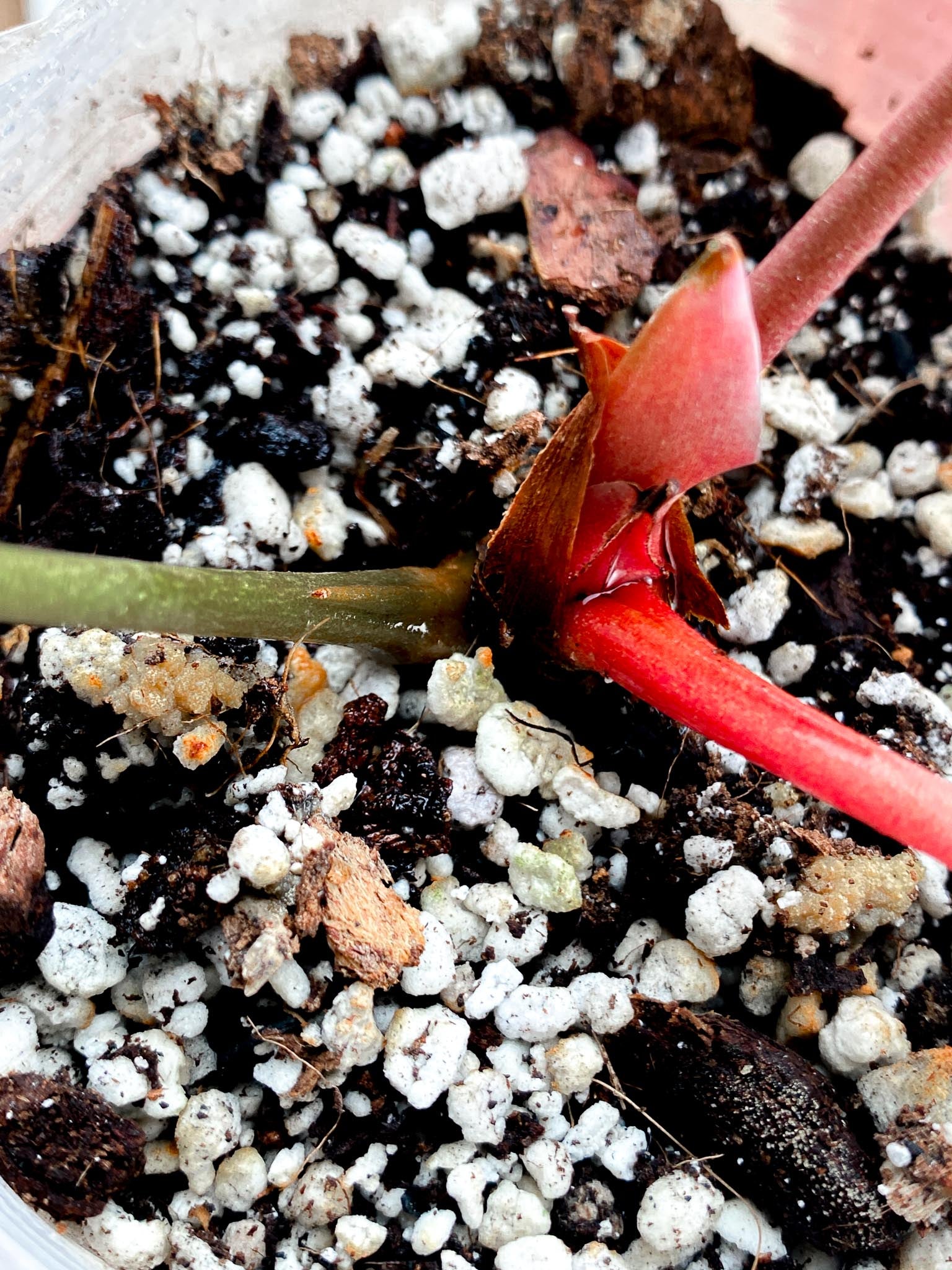 Anthurium Crystallinum Dark Thunder Bolt (Black Crystallinum Mutation) 1 Leaf  2 Nodes  1 Node  Rooting