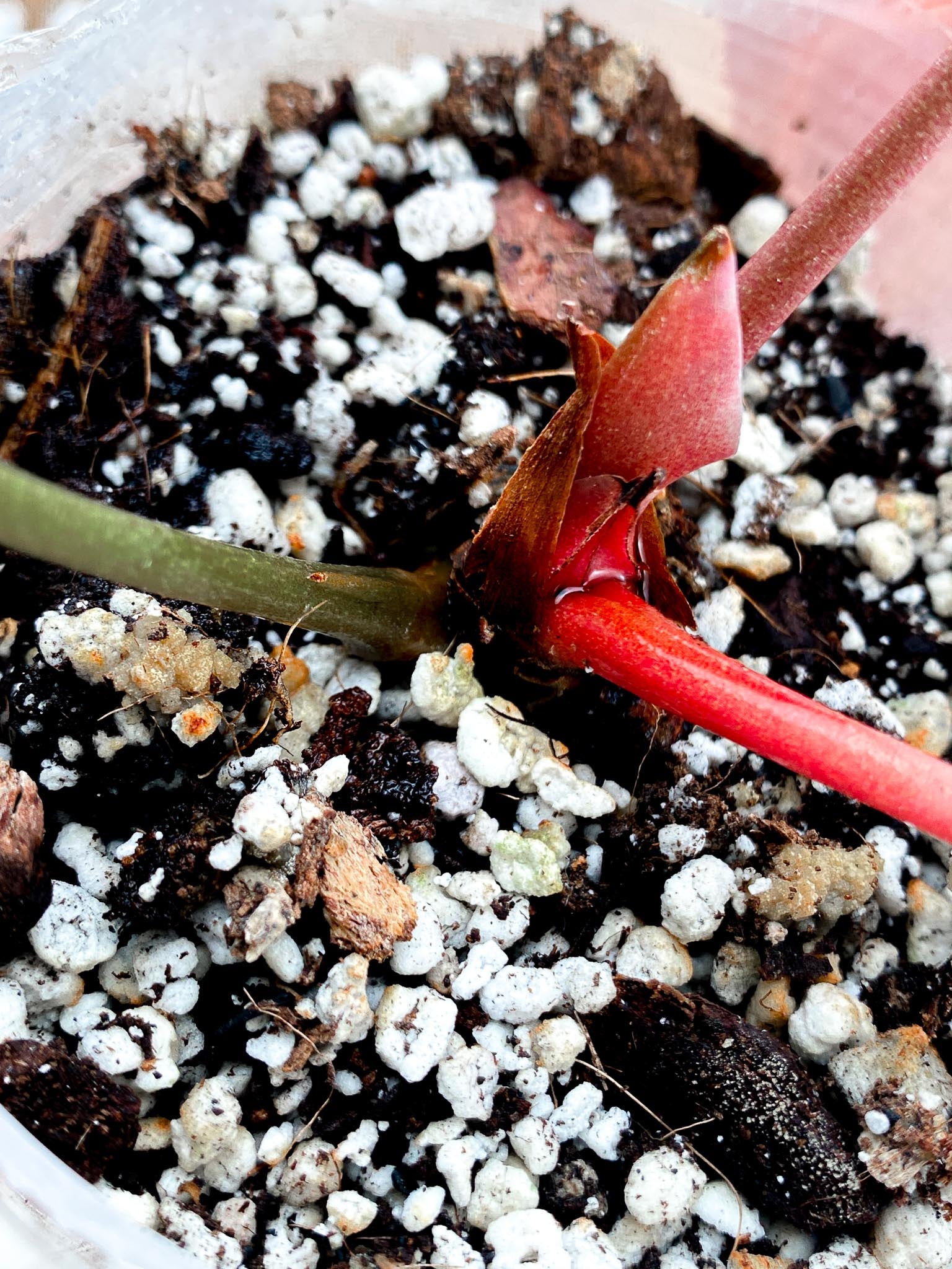 Anthurium Crystallinum Dark Thunder Bolt (Black Crystallinum Mutation) 1 Leaf  2 Nodes  1 Node  Rooting