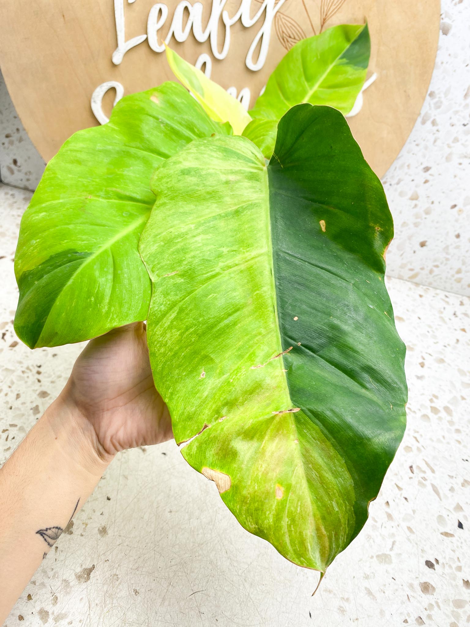 Philodendron Jungle Fever Variegated Multiple Leaves  Multiple Nodes  Slightly Rooted