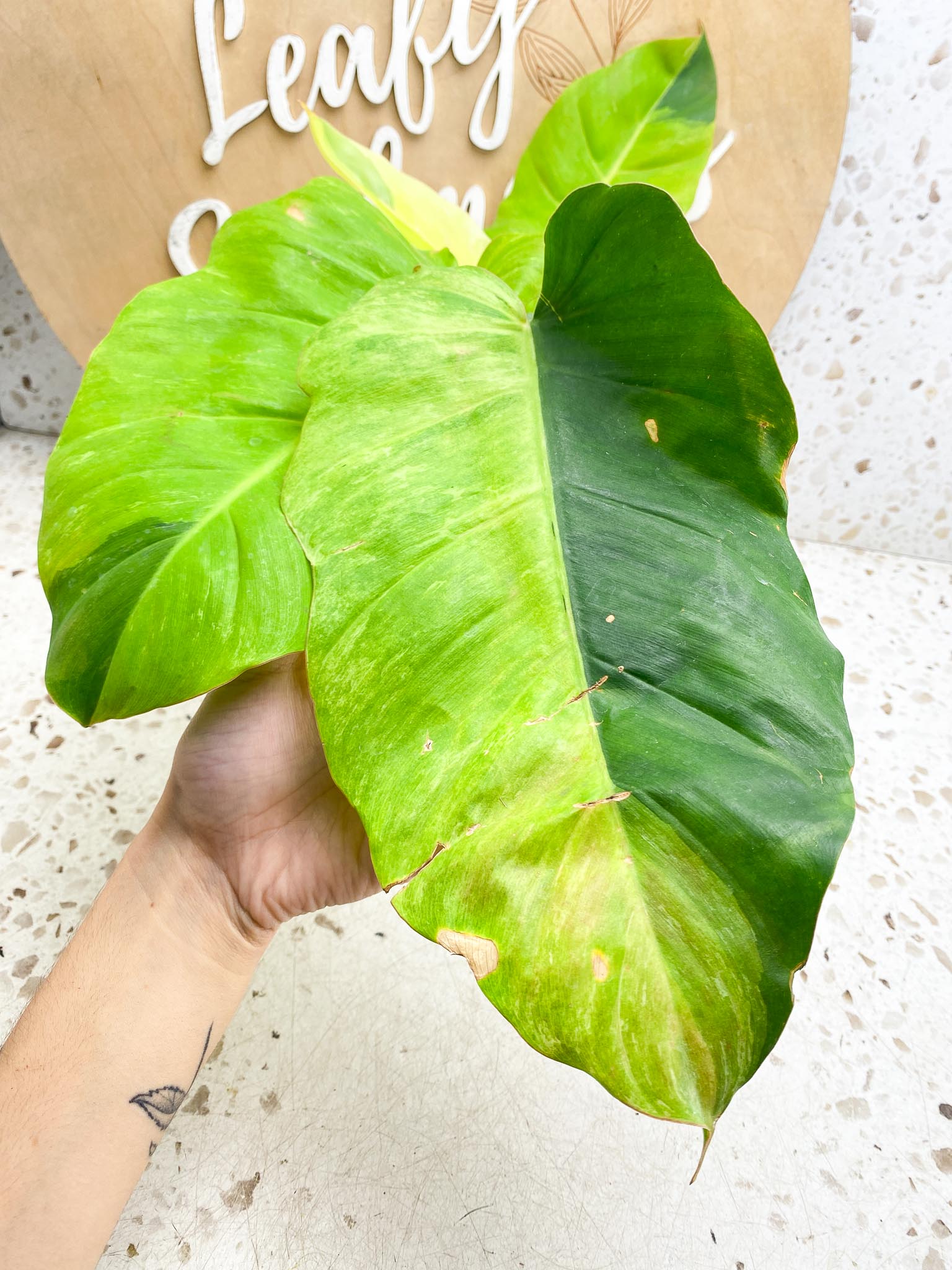 Philodendron Jungle Fever Variegated Multiple Leaves  Multiple Nodes  Slightly Rooted