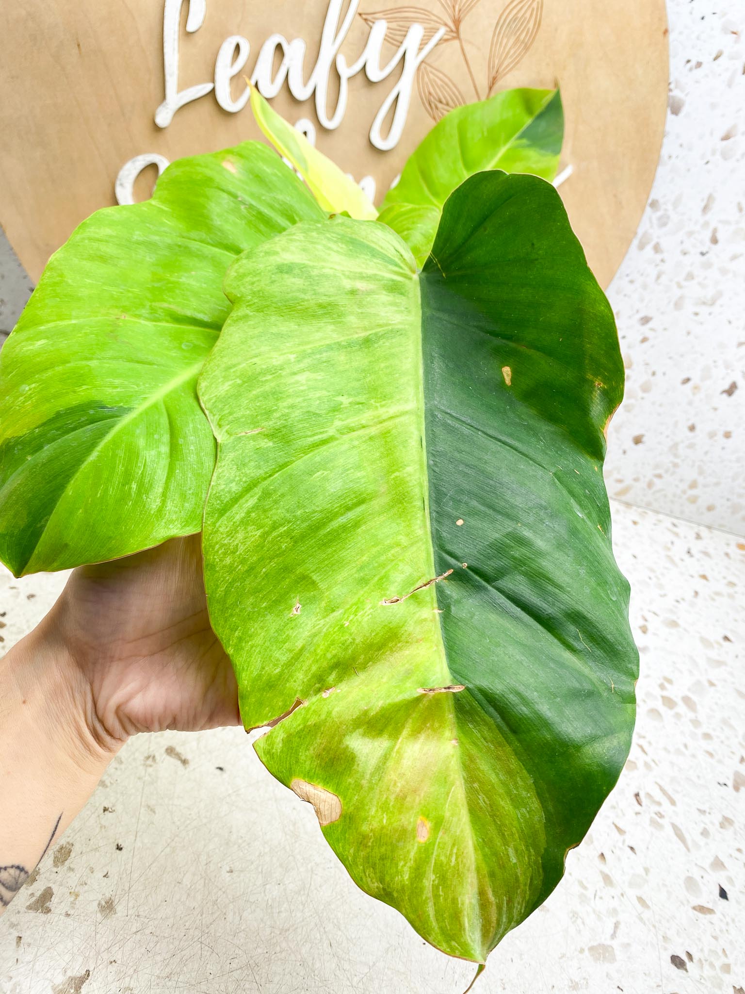 Philodendron Jungle Fever Variegated Multiple Leaves  Multiple Nodes  Slightly Rooted