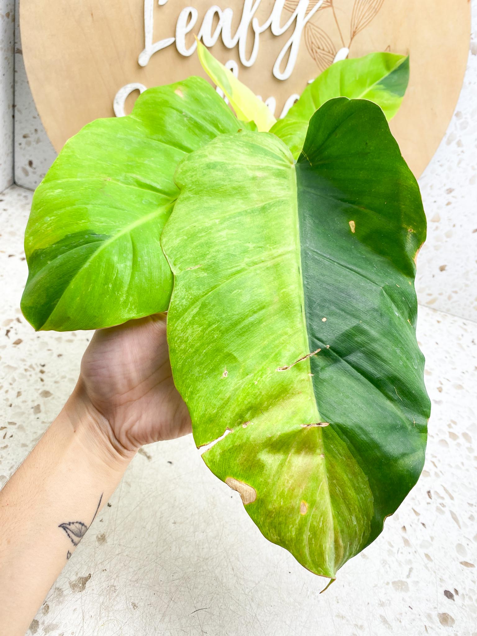 Philodendron Jungle Fever Variegated Multiple Leaves  Multiple Nodes  Slightly Rooted