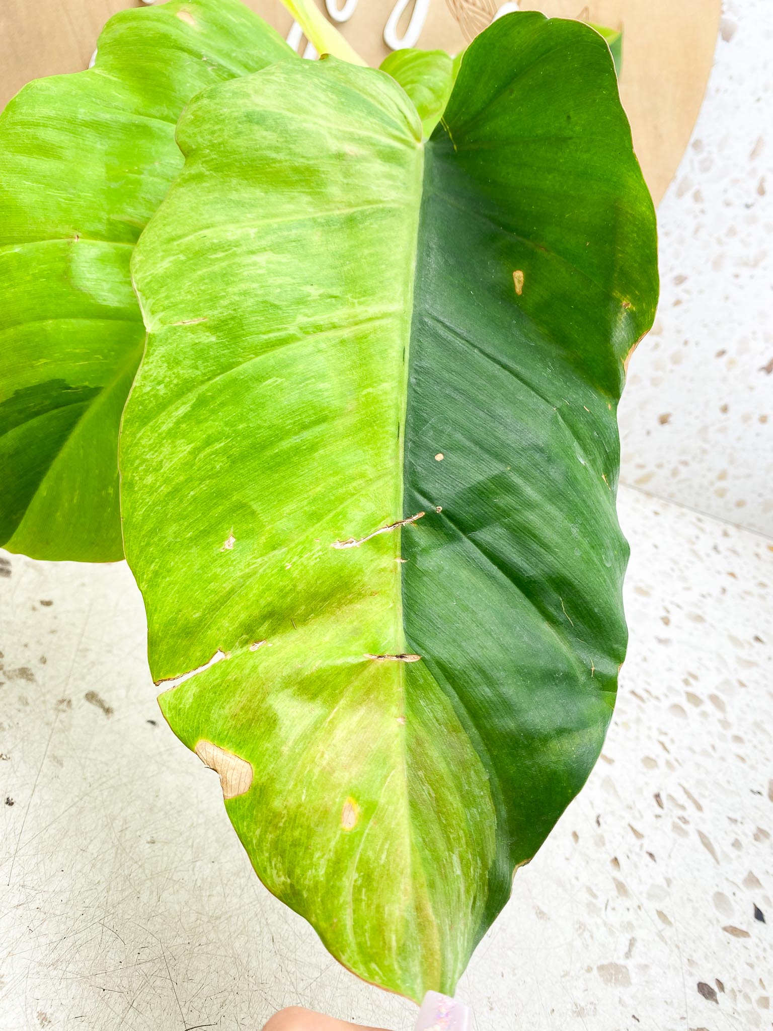 Philodendron Jungle Fever Variegated Multiple Leaves  Multiple Nodes  Slightly Rooted