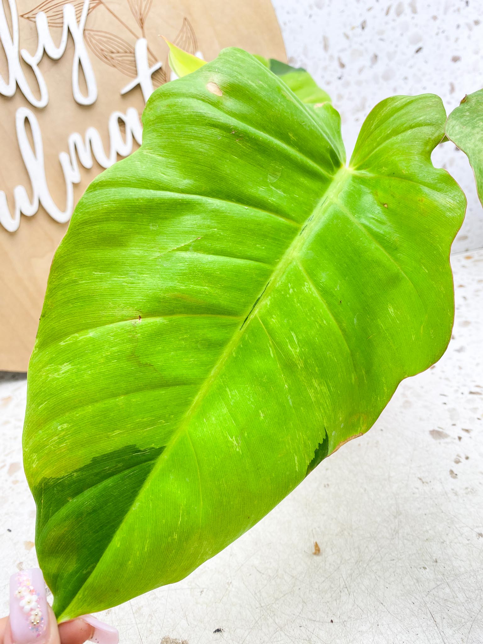 Philodendron Jungle Fever Variegated Multiple Leaves  Multiple Nodes  Slightly Rooted