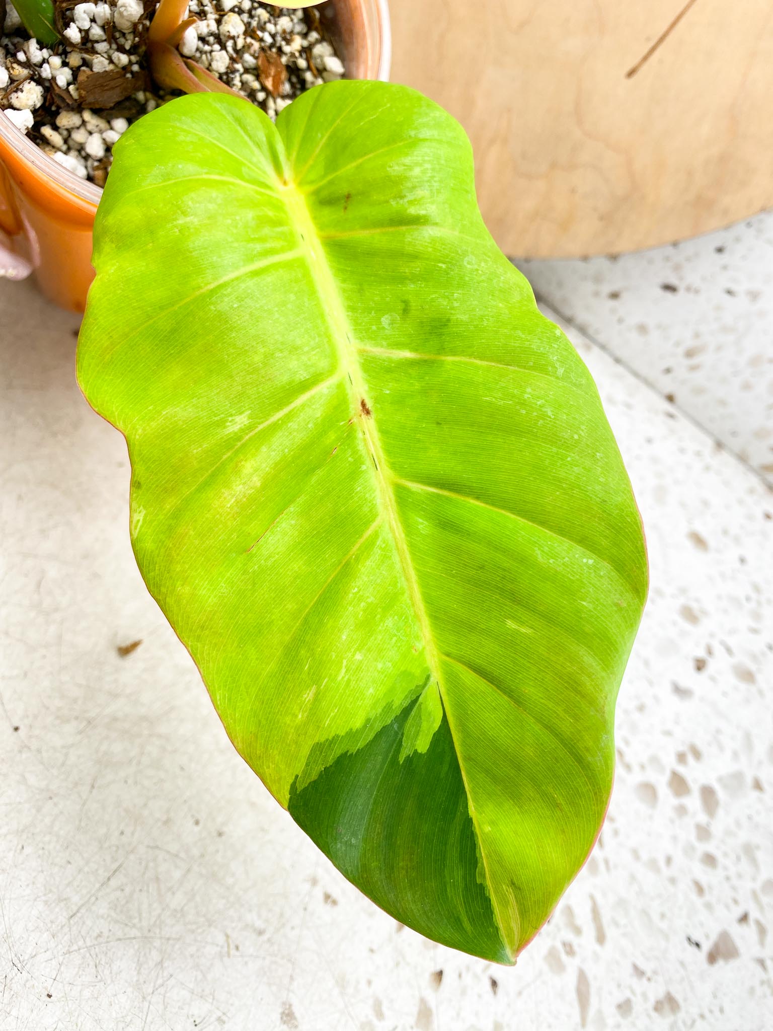 Philodendron Jungle Fever Variegated Multiple Leaves  Multiple Nodes  Slightly Rooted