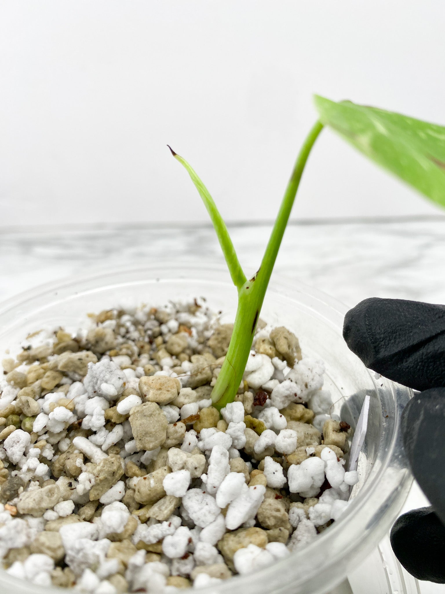 Monstera Thai Constellation 1 leaf new growth