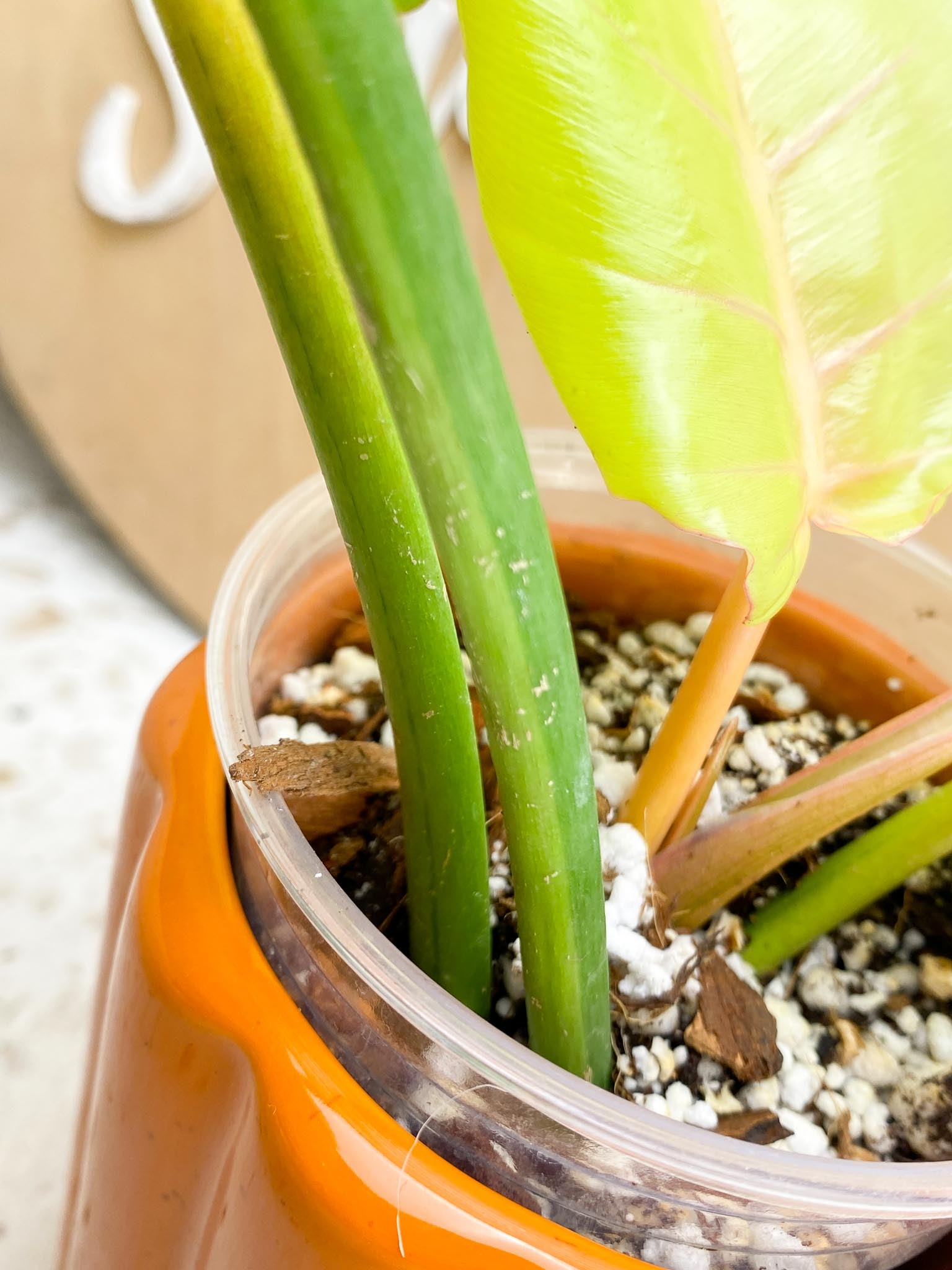 Philodendron Jungle Fever Variegated Multiple Leaves  Multiple Nodes  Slightly Rooted