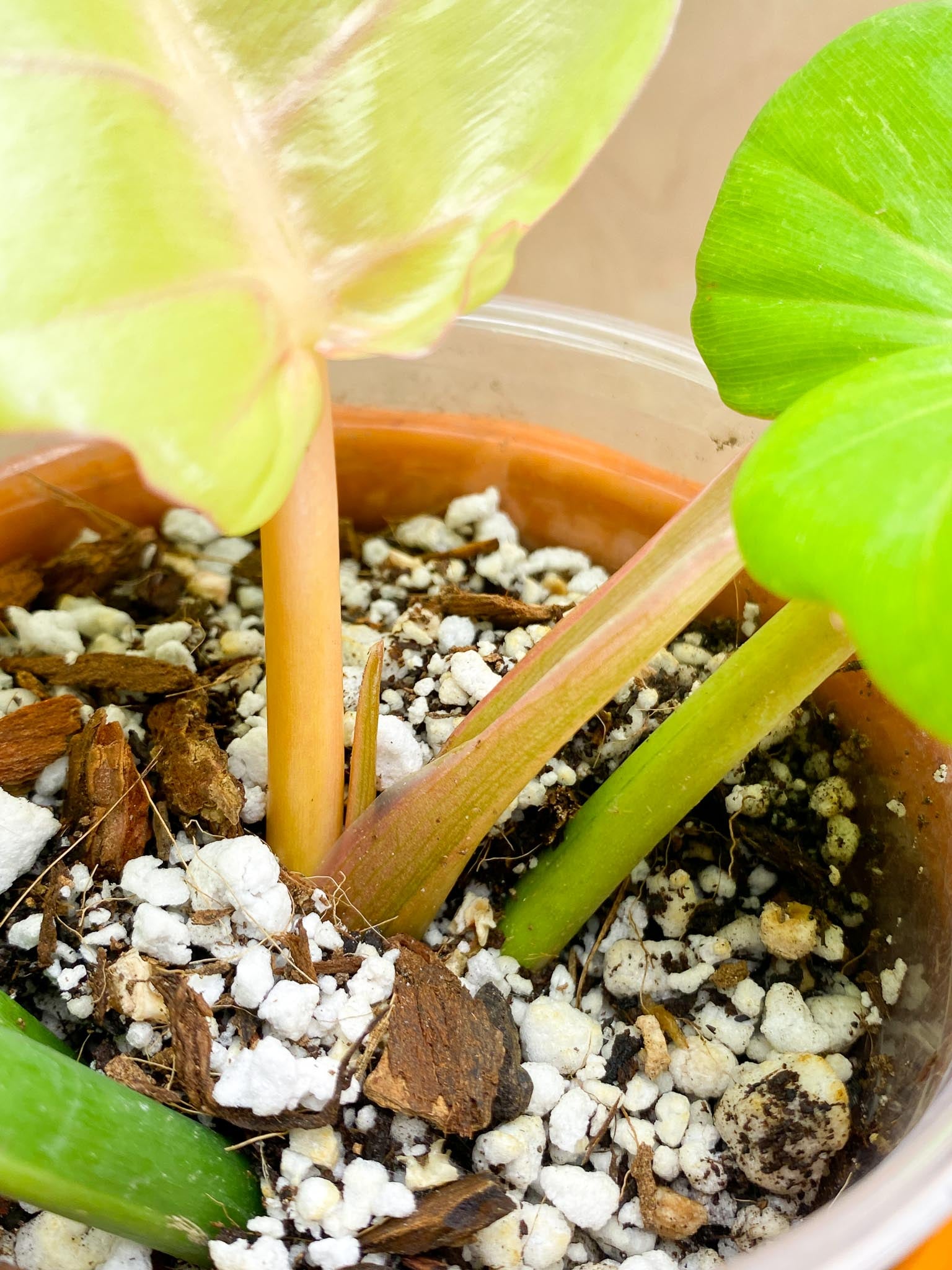 Philodendron Jungle Fever Variegated Multiple Leaves  Multiple Nodes  Slightly Rooted