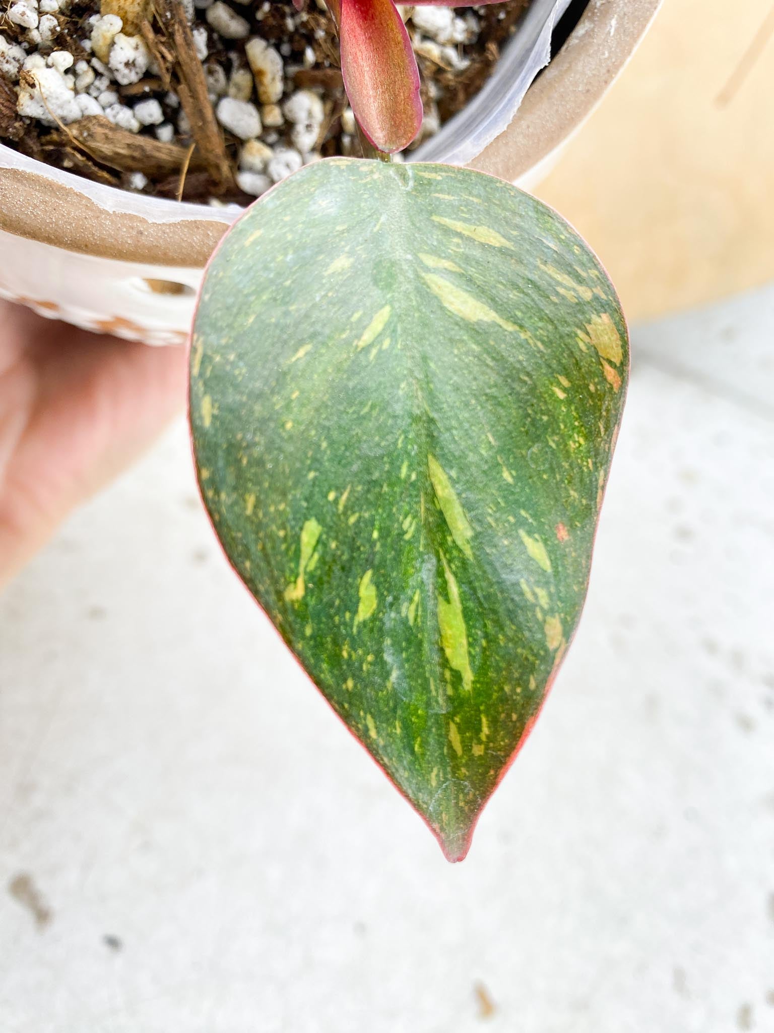 Philodendron Orange Princess Variegated  2 Leaves  3 Nodes  2 Sprouts Slightly Rooted