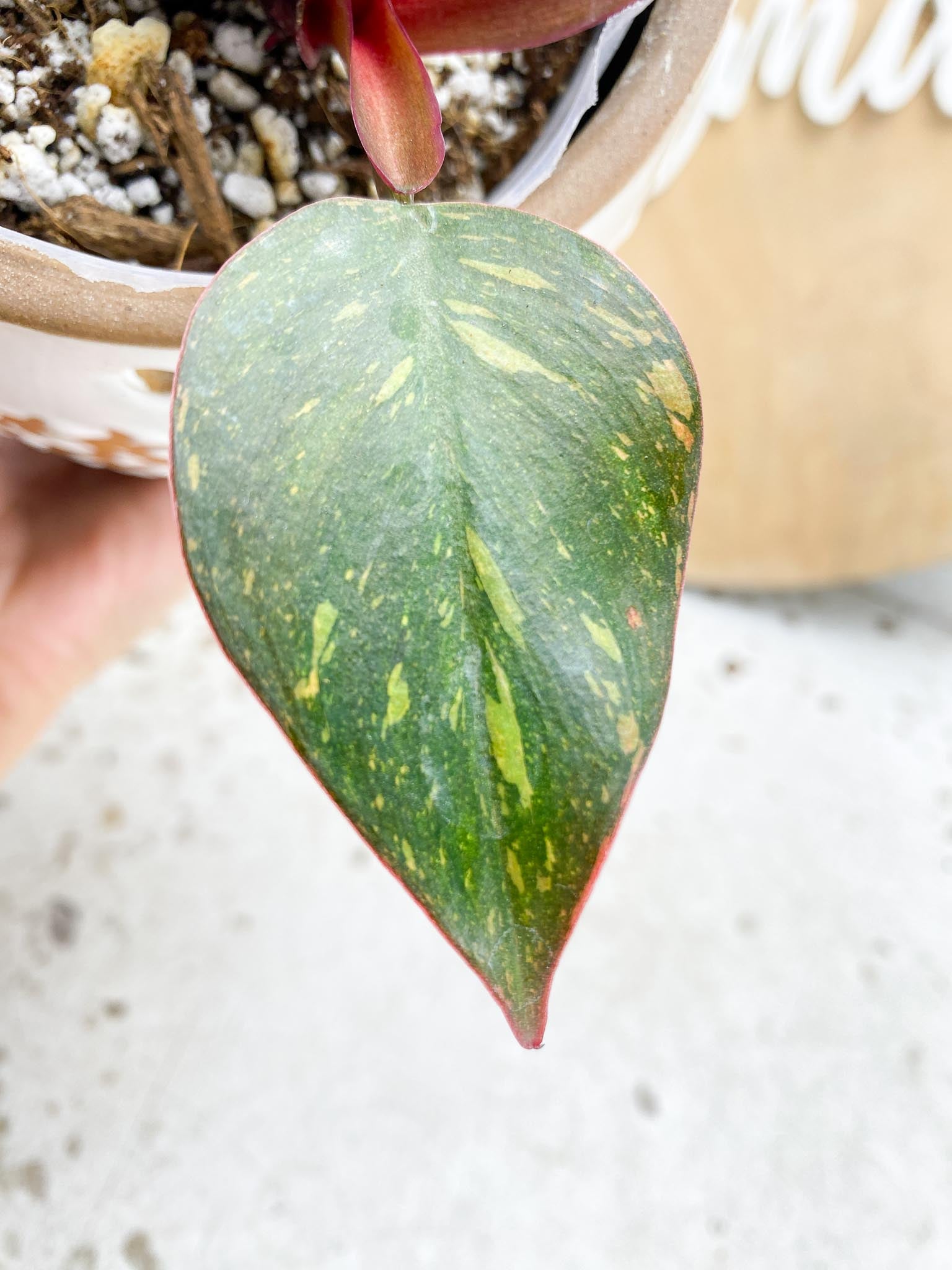 Philodendron Orange Princess Variegated  2 Leaves  3 Nodes  2 Sprouts Slightly Rooted