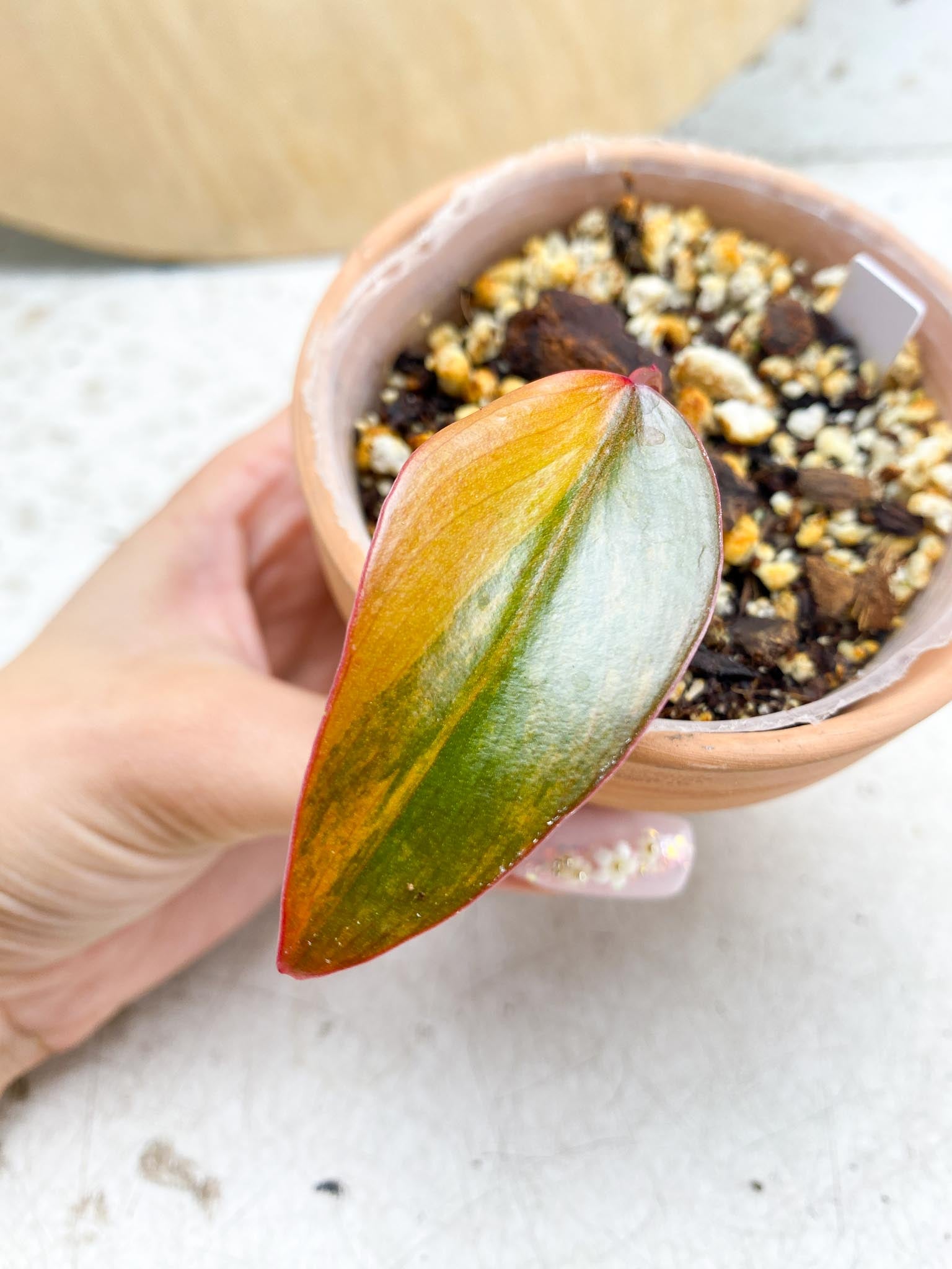 Philodendron Strawberry Shake Variegated 1 Leaf 1 Node  Rooting