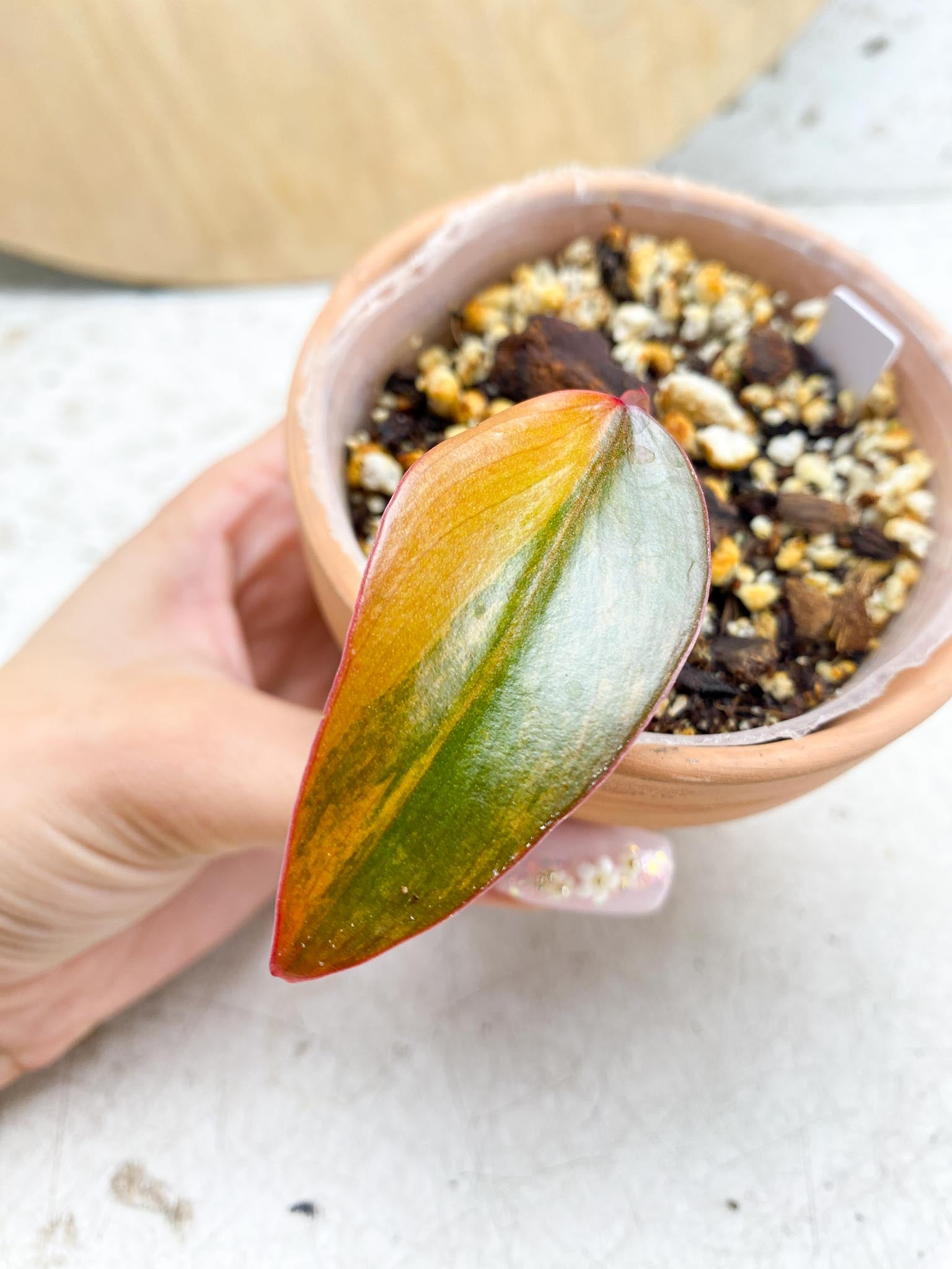 Philodendron Strawberry Shake Variegated 1 Leaf 1 Node  Rooting