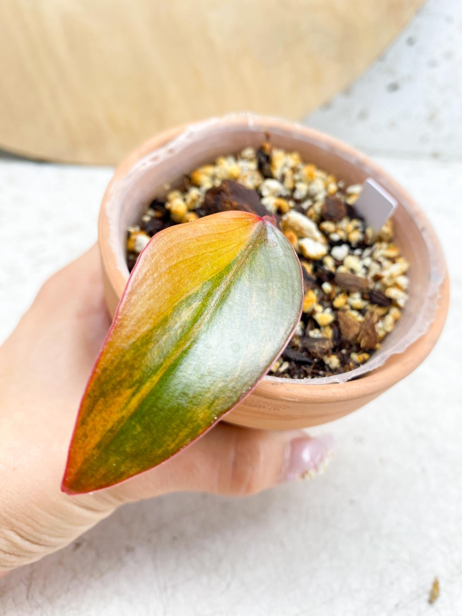 Philodendron Strawberry Shake Variegated 1 Leaf 1 Node  Rooting