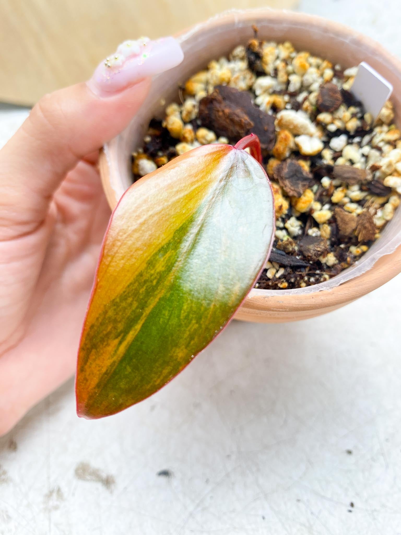 Philodendron Strawberry Shake Variegated 1 Leaf 1 Node  Rooting