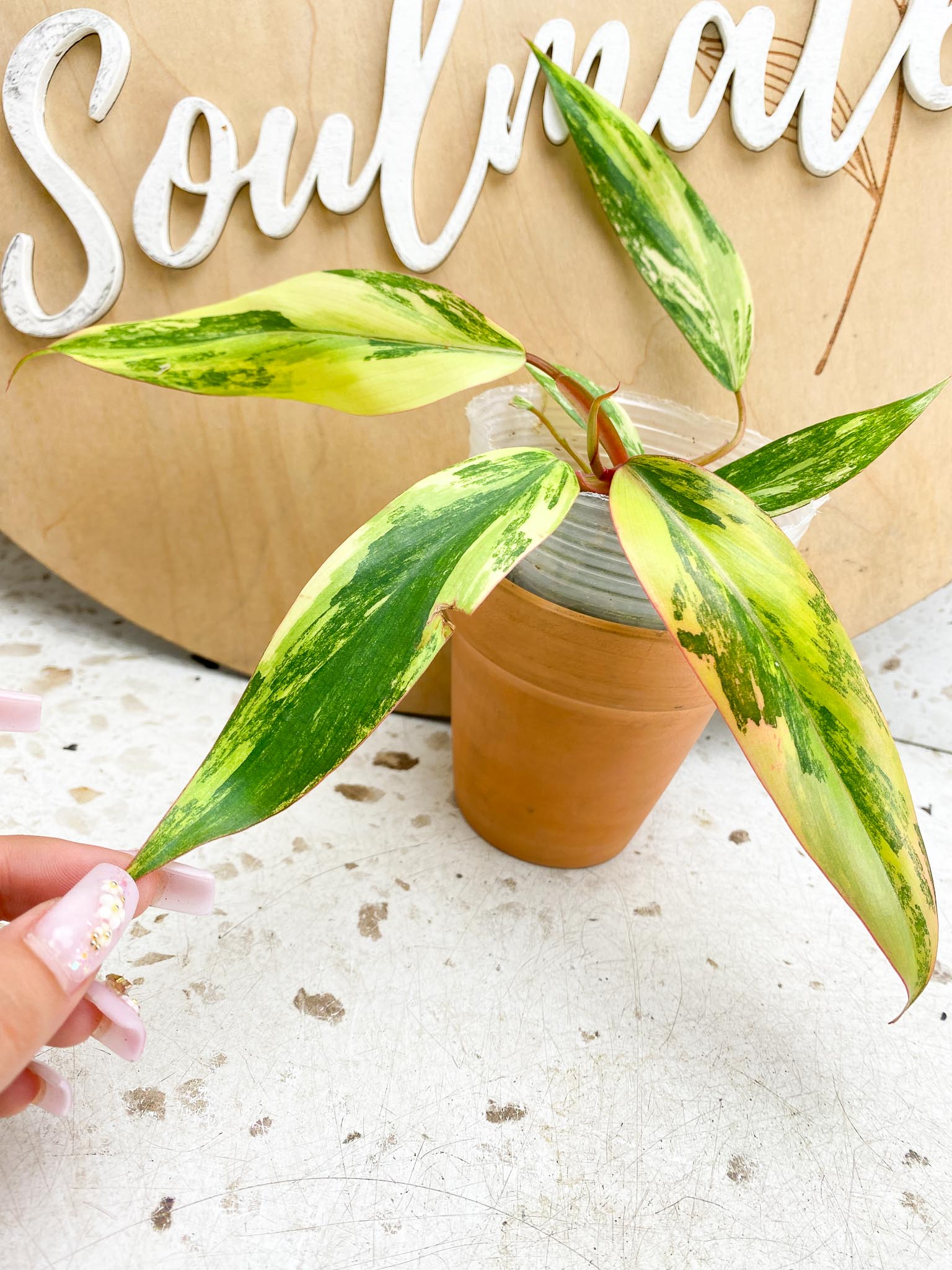 Philodendron Strawberry Shake Variegated Multiple Leaves Multiple nodes Slightly Rooted