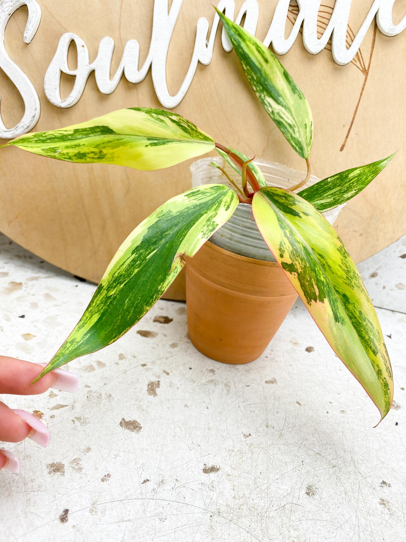 Philodendron Strawberry Shake Variegated Multiple Leaves Multiple nodes Slightly Rooted