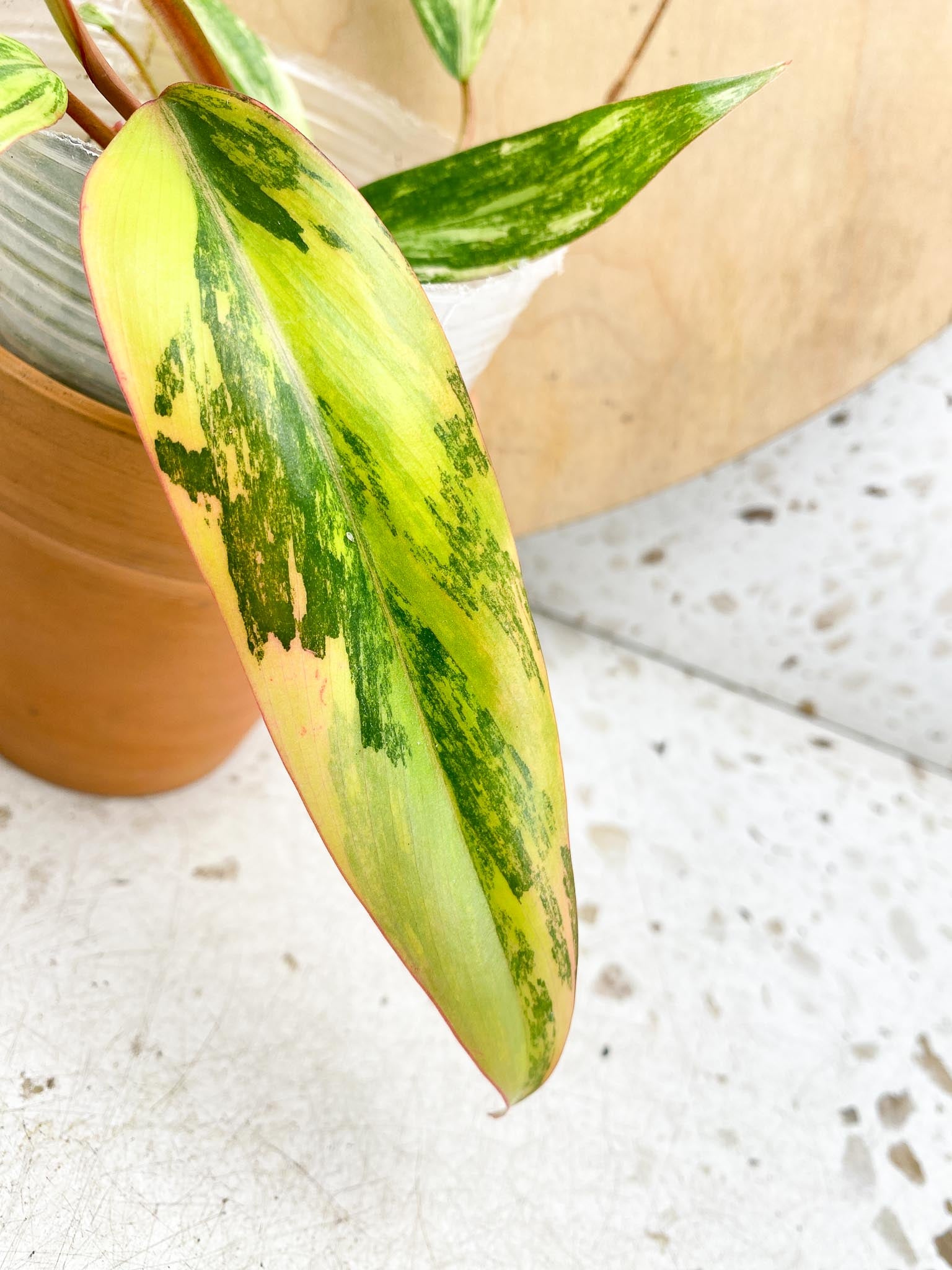 Philodendron Strawberry Shake Variegated Multiple Leaves Multiple nodes Slightly Rooted