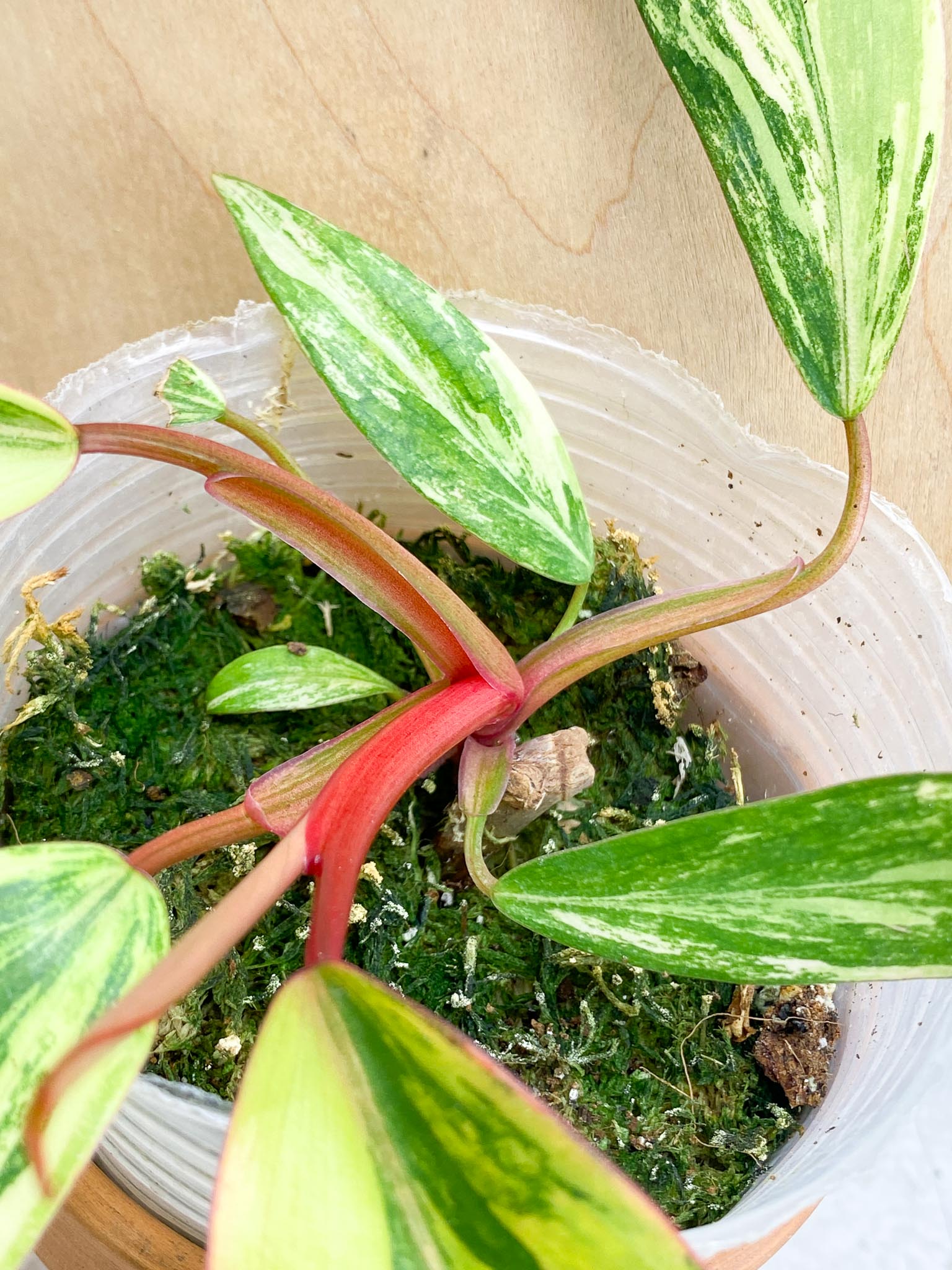 Philodendron Strawberry Shake Variegated Multiple Leaves Multiple nodes Slightly Rooted