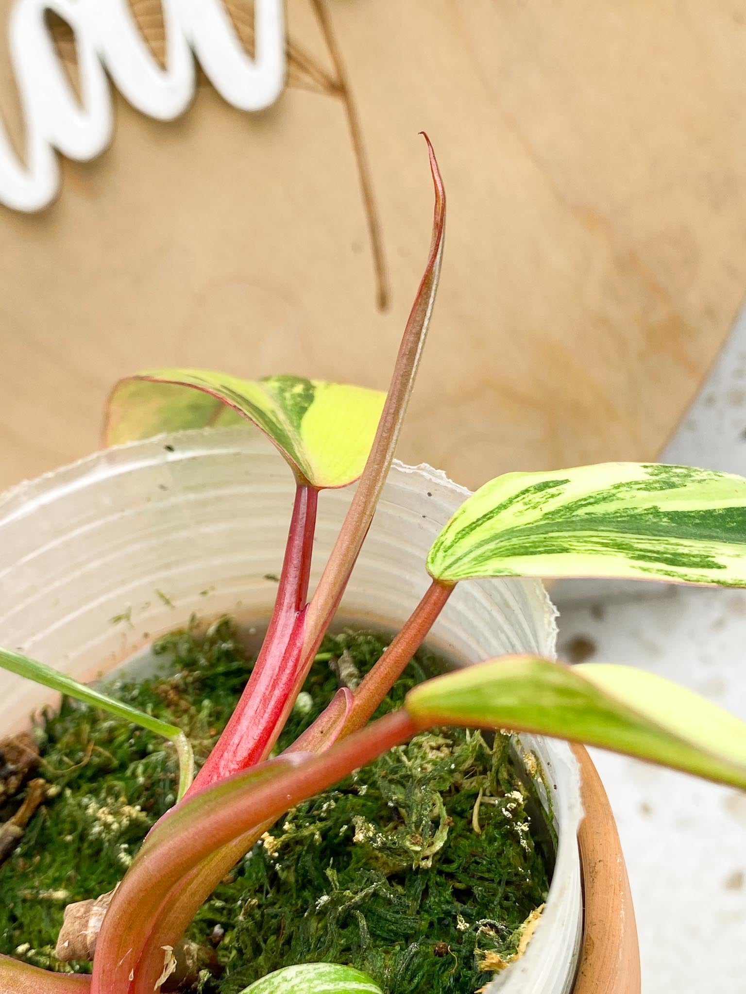 Philodendron Strawberry Shake Variegated Multiple Leaves Multiple nodes Slightly Rooted