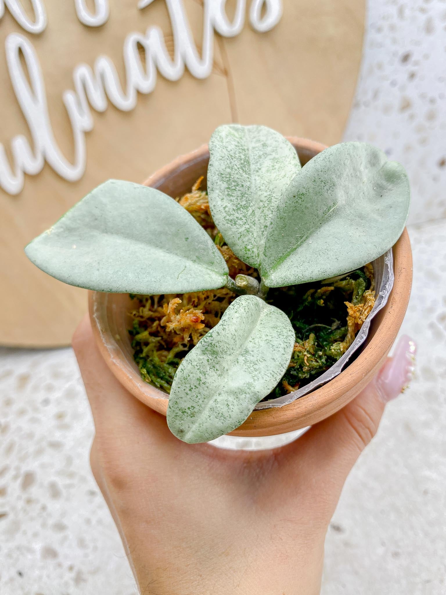 Hoya Carnosa Nova Ghost Variegated 4 Leaves  4 Nodes  Slightly Rooted