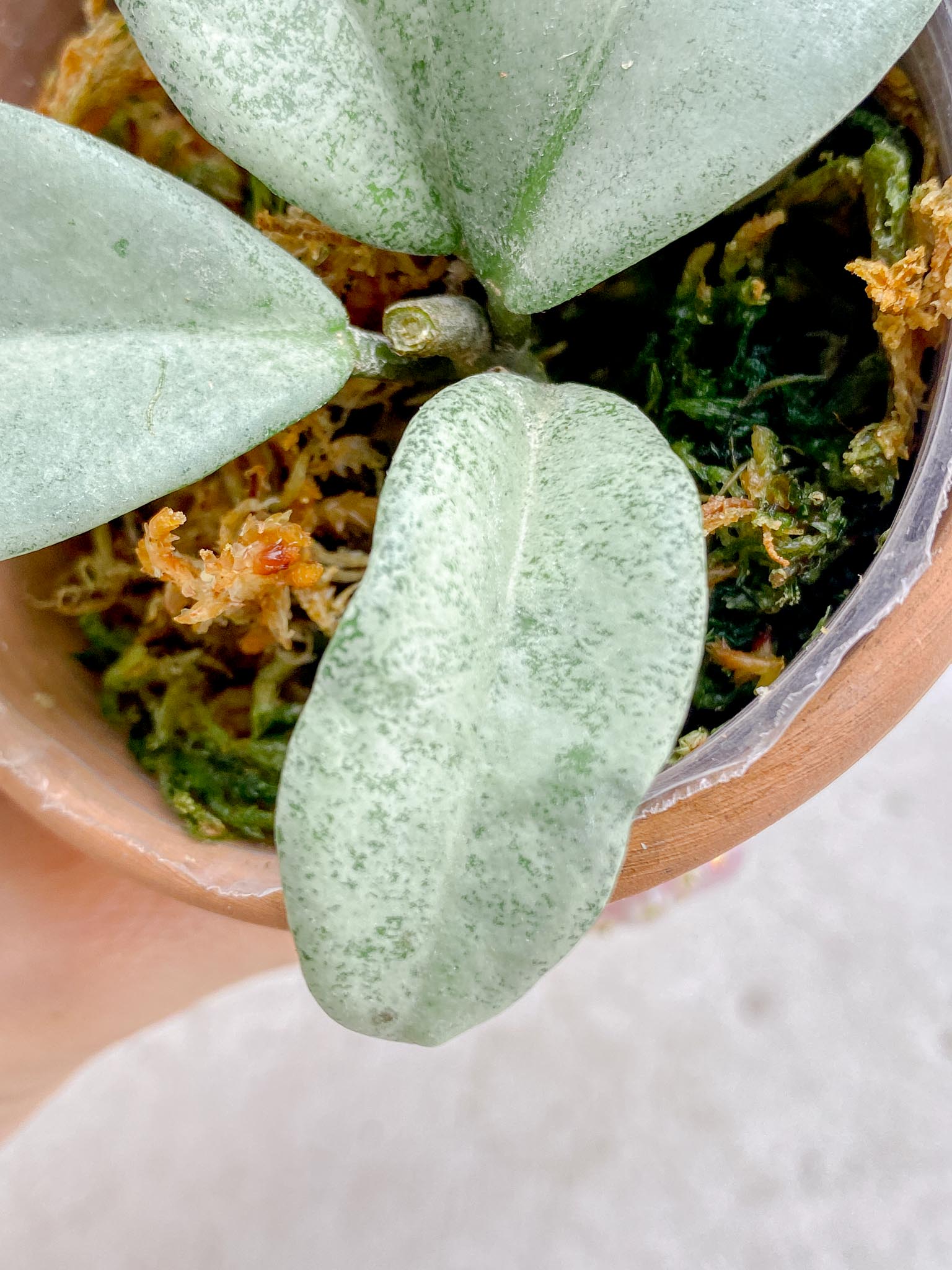 Hoya Carnosa Nova Ghost Variegated 4 Leaves  4 Nodes  Slightly Rooted