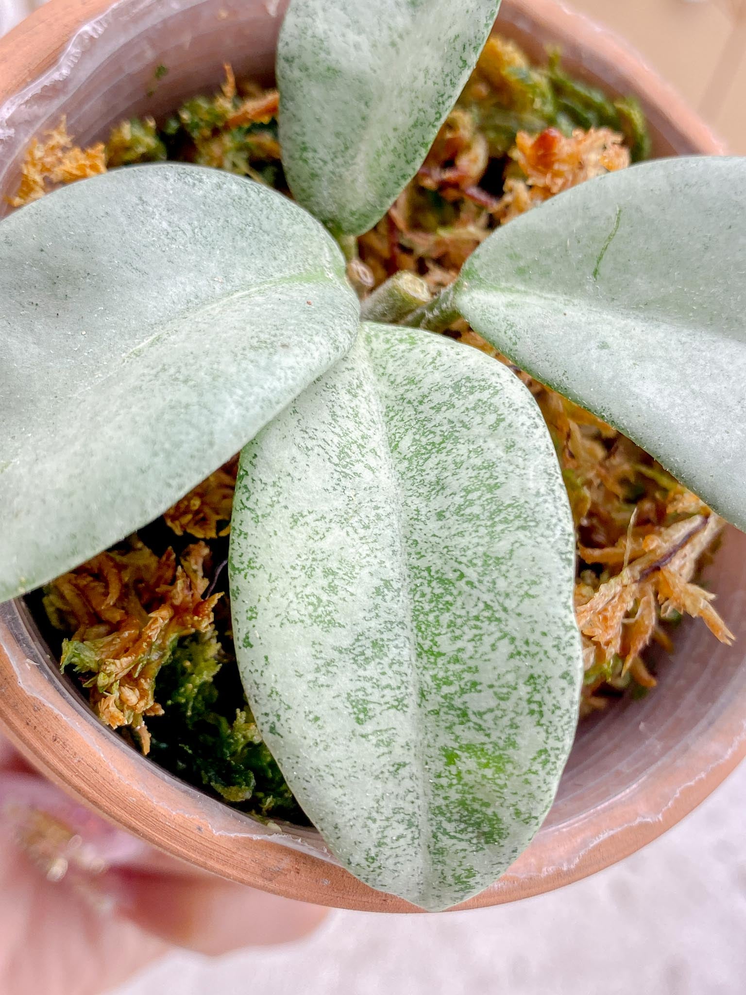 Hoya Carnosa Nova Ghost Variegated 4 Leaves  4 Nodes  Slightly Rooted