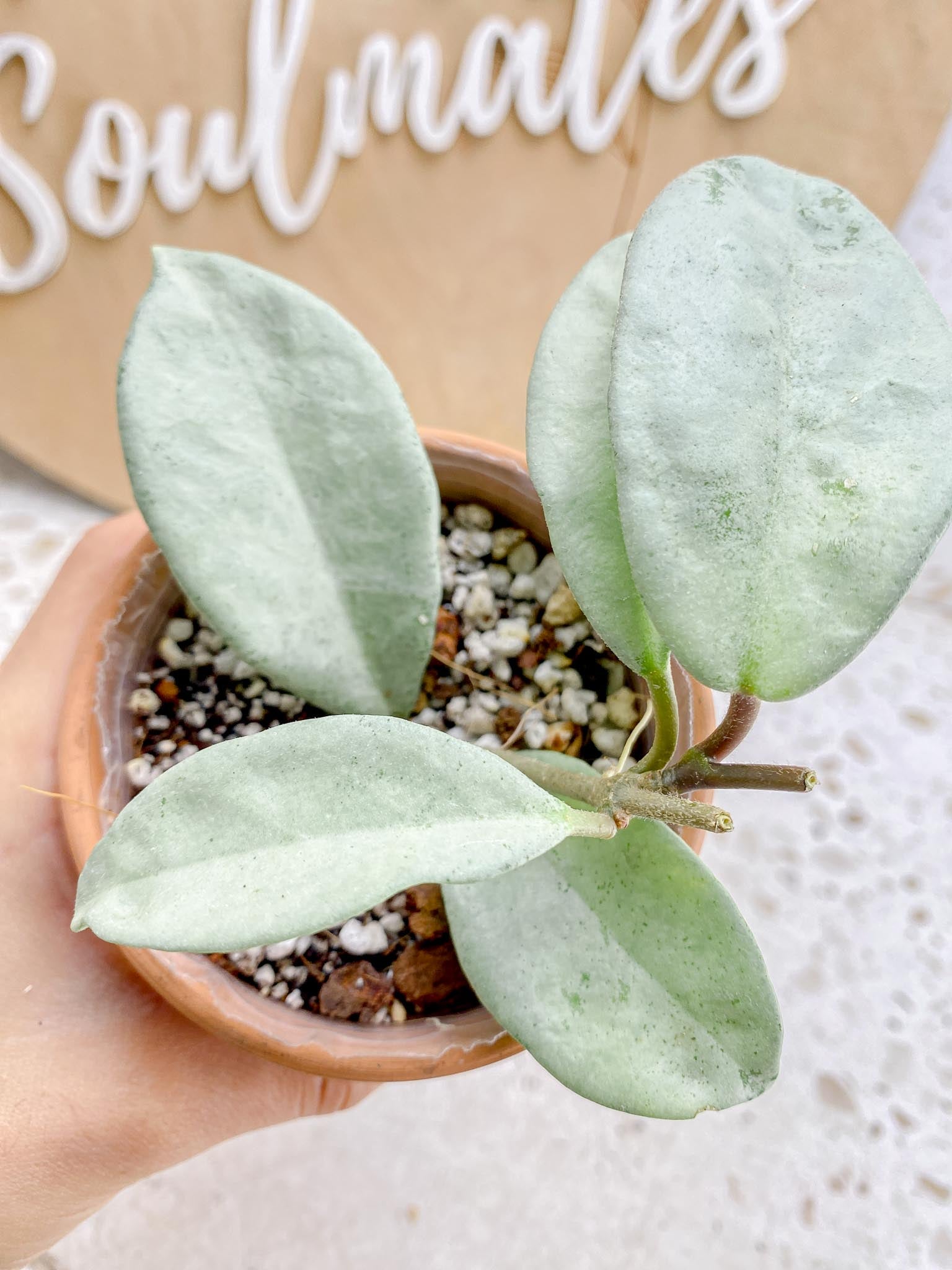 Hoya Carnosa Nova Ghost Variegated 5 Leaves 5 Nodes  Baby Plant Slightly Rooted