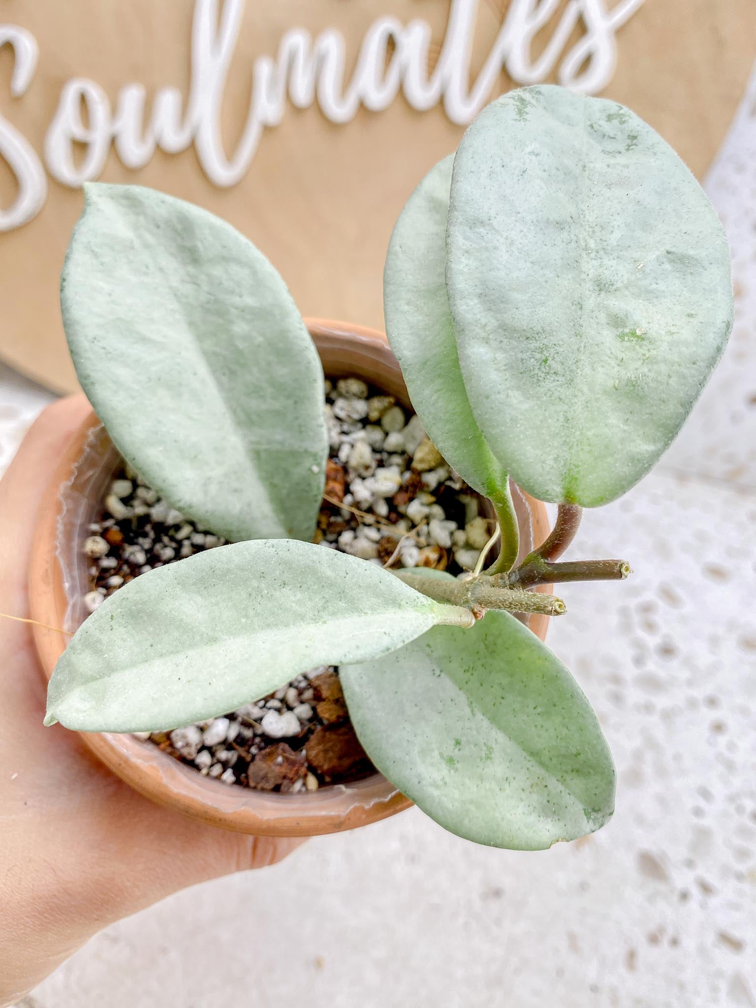 Hoya Carnosa Nova Ghost Variegated 5 Leaves 5 Nodes  Baby Plant Slightly Rooted