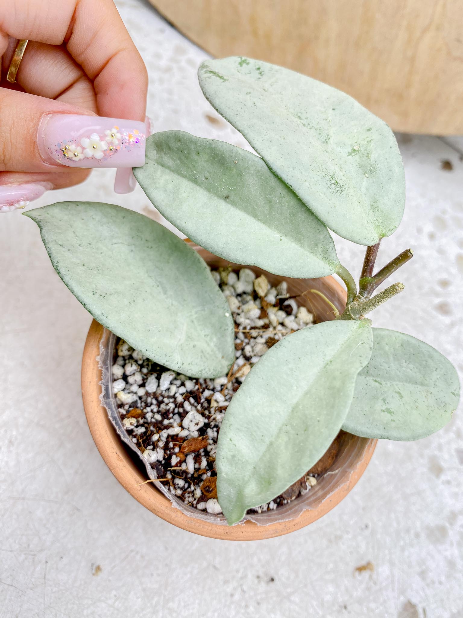 Hoya Carnosa Nova Ghost Variegated 5 Leaves 5 Nodes  Baby Plant Slightly Rooted