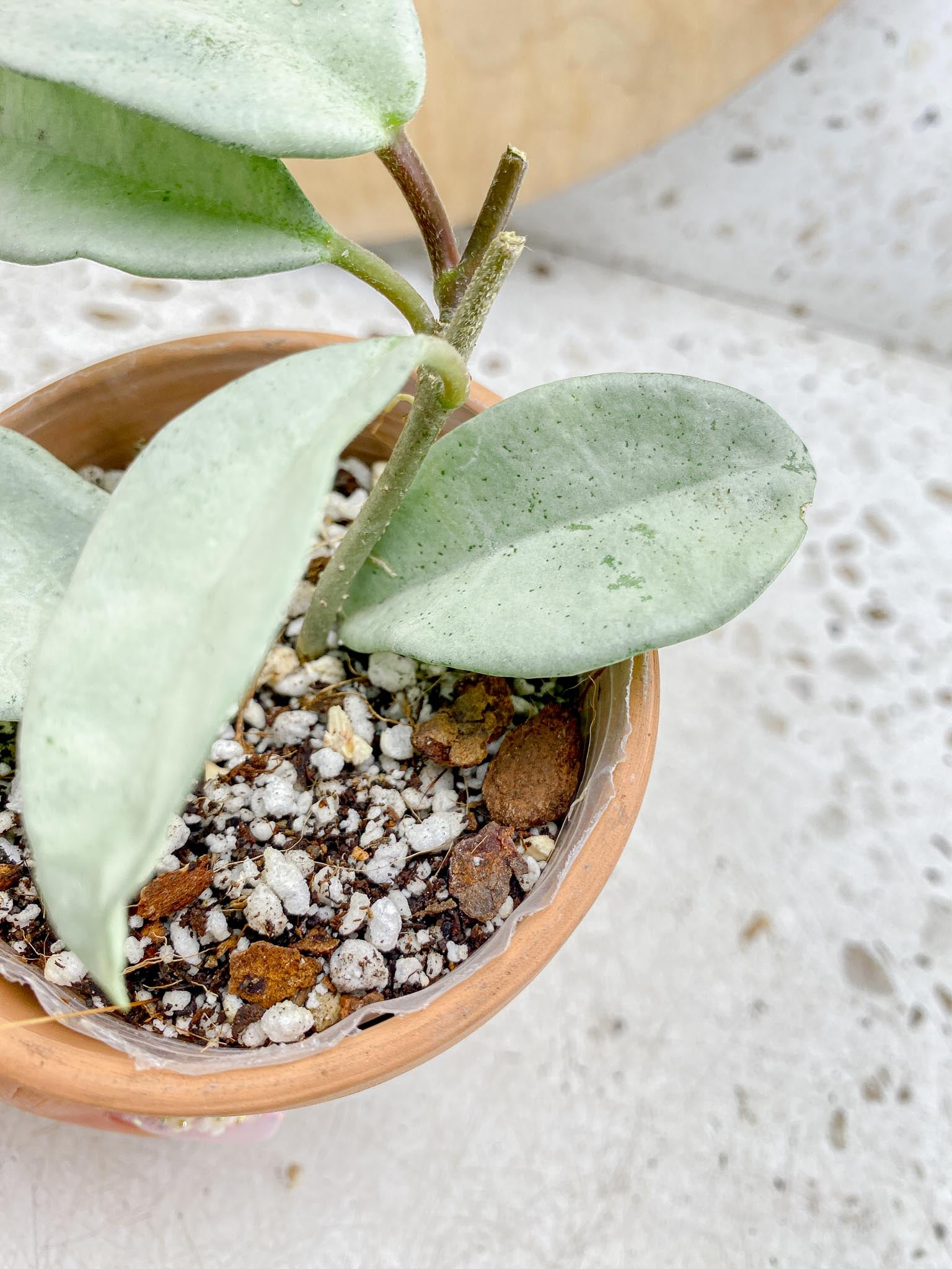 Hoya Carnosa Nova Ghost Variegated 5 Leaves 5 Nodes  Baby Plant Slightly Rooted